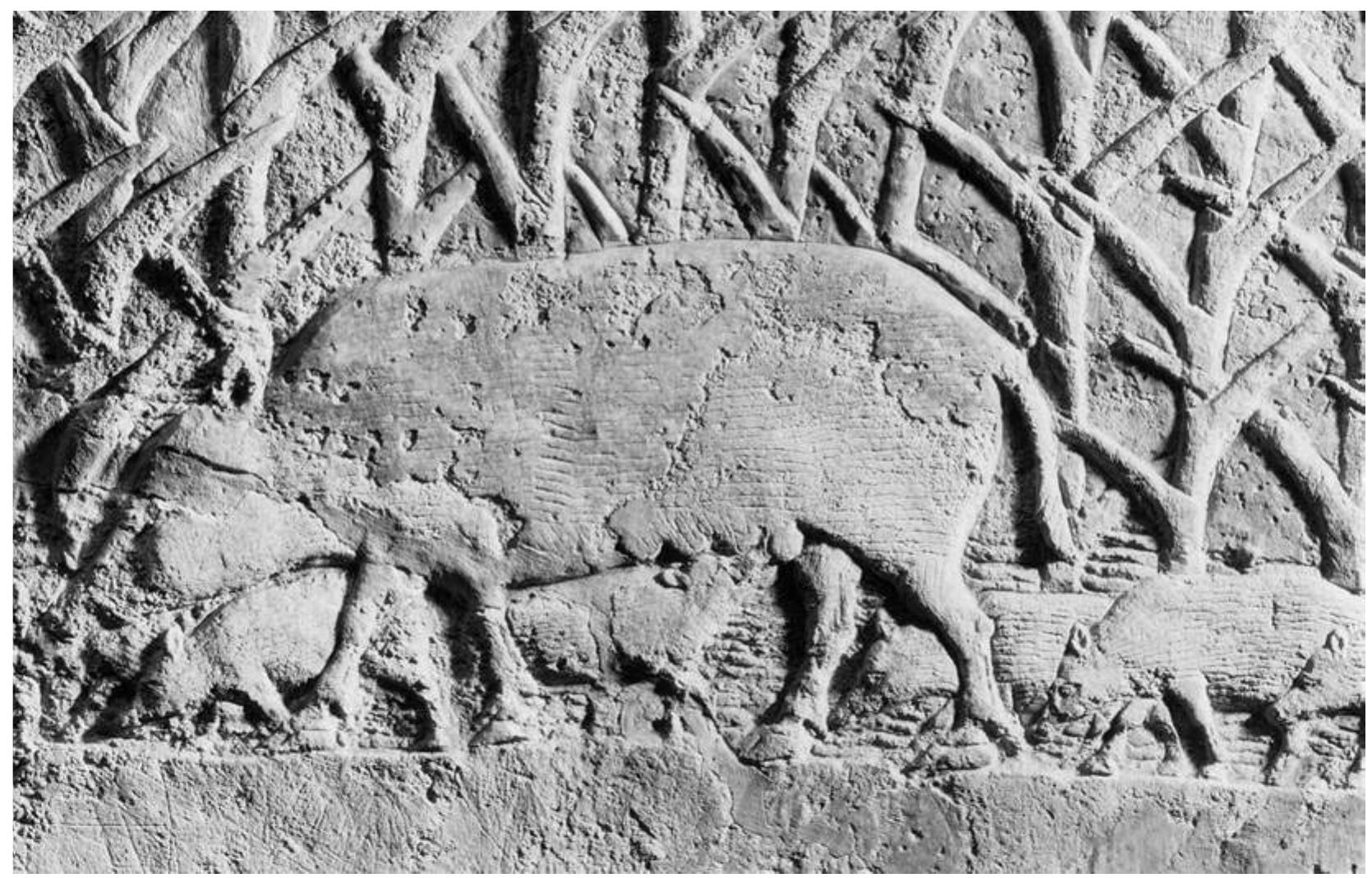 Fig. 28: Wild pig and piglets in Neo-Assyrian carving, c. 700 BC (BM 124824). © Trustees of the British Museum  the figure’s knee, while the left foreleg is just below. The goat has a very prominent horn which curls backwards to a point, above its back, where it is obscured by the same calcium deposit; it may extend still further. If so the horn approaches the forelegs of a smaller animal, with two much shorter horns, presumably a kid, which also faces left; it seems to be prancing vertically on its hindlegs, with the head bent back and with its forelegs possibly resting on the larger goat’s rump.  the animal was a bear, Wahby that it was an ass, and Borker-Klahn that it was a cow. There are other possibil- ities; an unexplained line of carving rising behind the ear might almost be a straight horn, such as that of some var- ieties of antelope and possibly goat, but it is surely too far back. The shape of the animal’s snout and ear, together with its height in relation to the human figure standing be- hind it, suggests that it may rather have been a sow; a Neo- Assyrian carving of a sow, one of whose piglets is suck- ling, is markedly similar (Fig. 28). A human figure, wear- ing a long robe, faces left behind the animal; it is probably a woman, with long hair indicated by a line behind the shoulders. She stretches out her arms towards the ani- mal’s back, as if about to milk it; this would be unusual if it is indeed a sow, as they are awkward to milk because of the number of teats, and the practice does not seem to be attested. Wahby proposes that this standing figure has a plough in the right hand, and is wearing a cap, pointed or with horns like those of the seated figure; we see no evi- dence for this on our own photographs.  