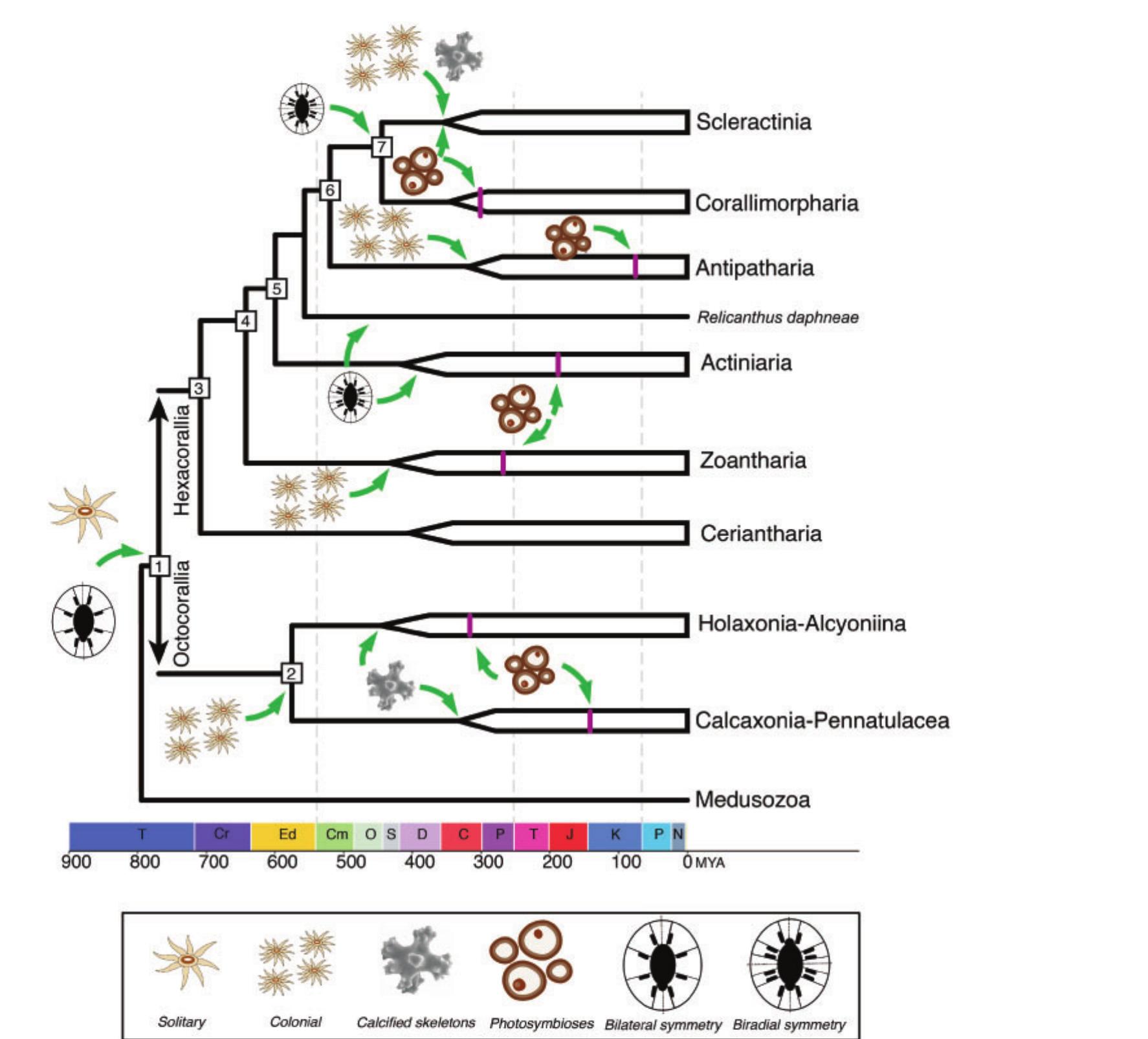 (PDF) Phylogenomics, Origin, and Diversification of Anthozoans (Phylum ...