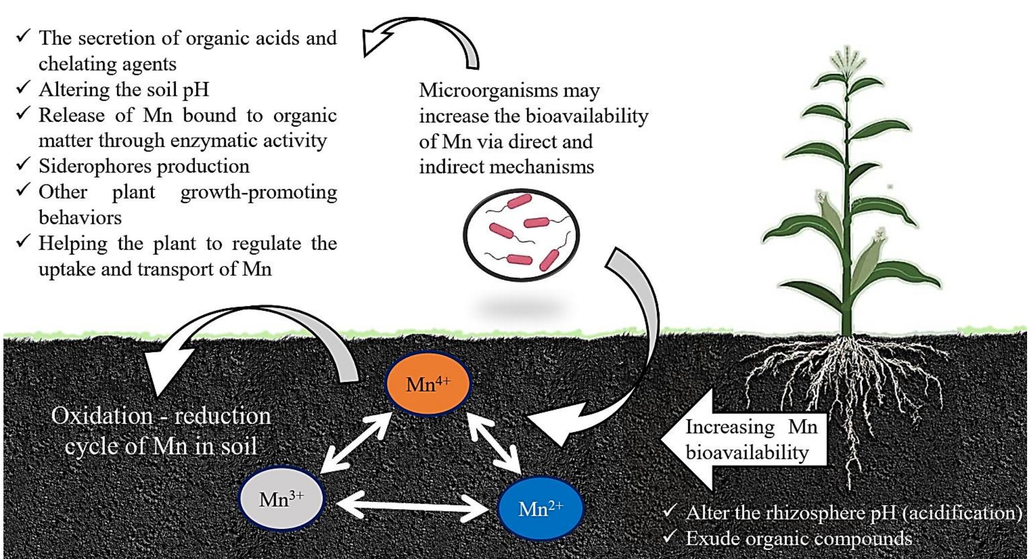 (PDF) Enhancing Manganese Availability for Plants through Microbial ...