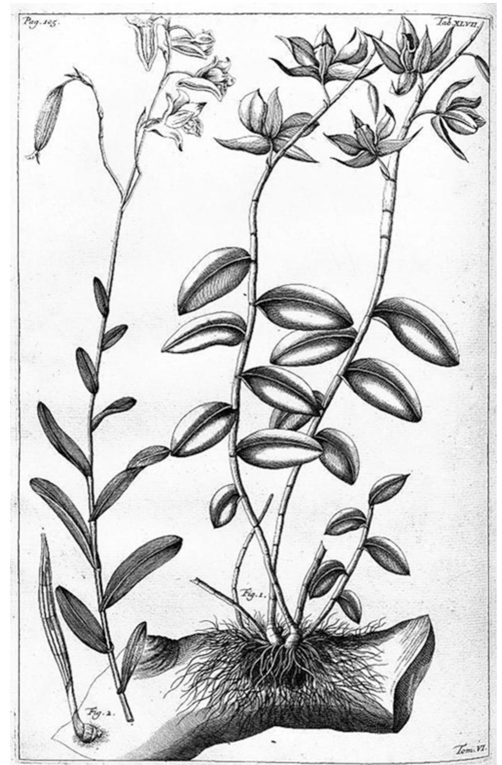 (PDF) Medicinal Orchids in the Malay Archipelago