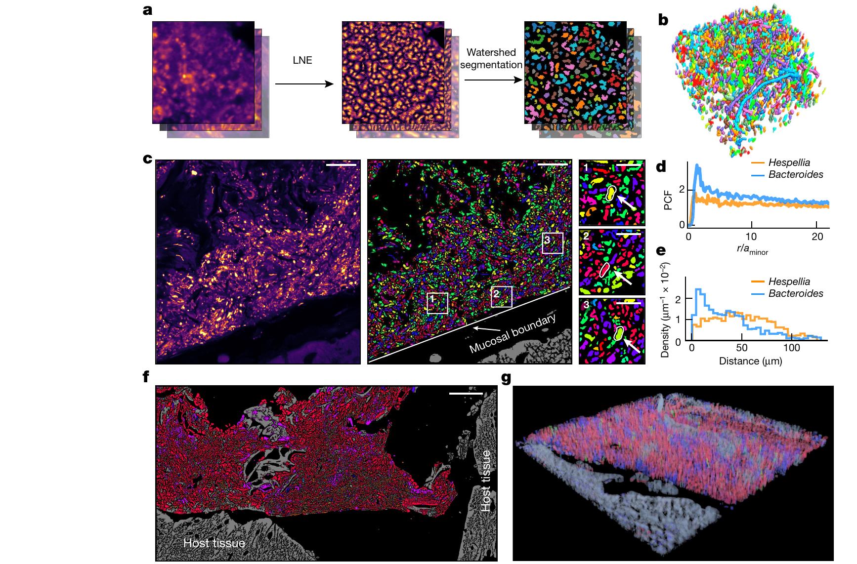 (PDF) Highly multiplexed spatial mapping of microbial communities