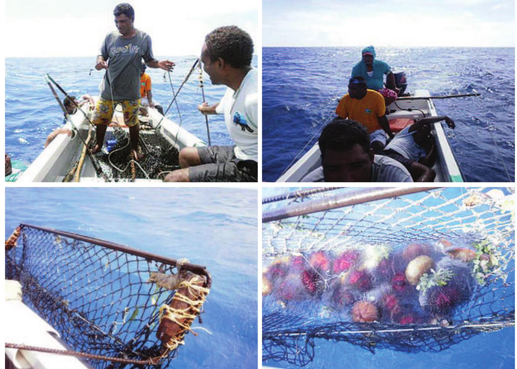 Figure 16 - from Solomon Islands sea cucumber resource