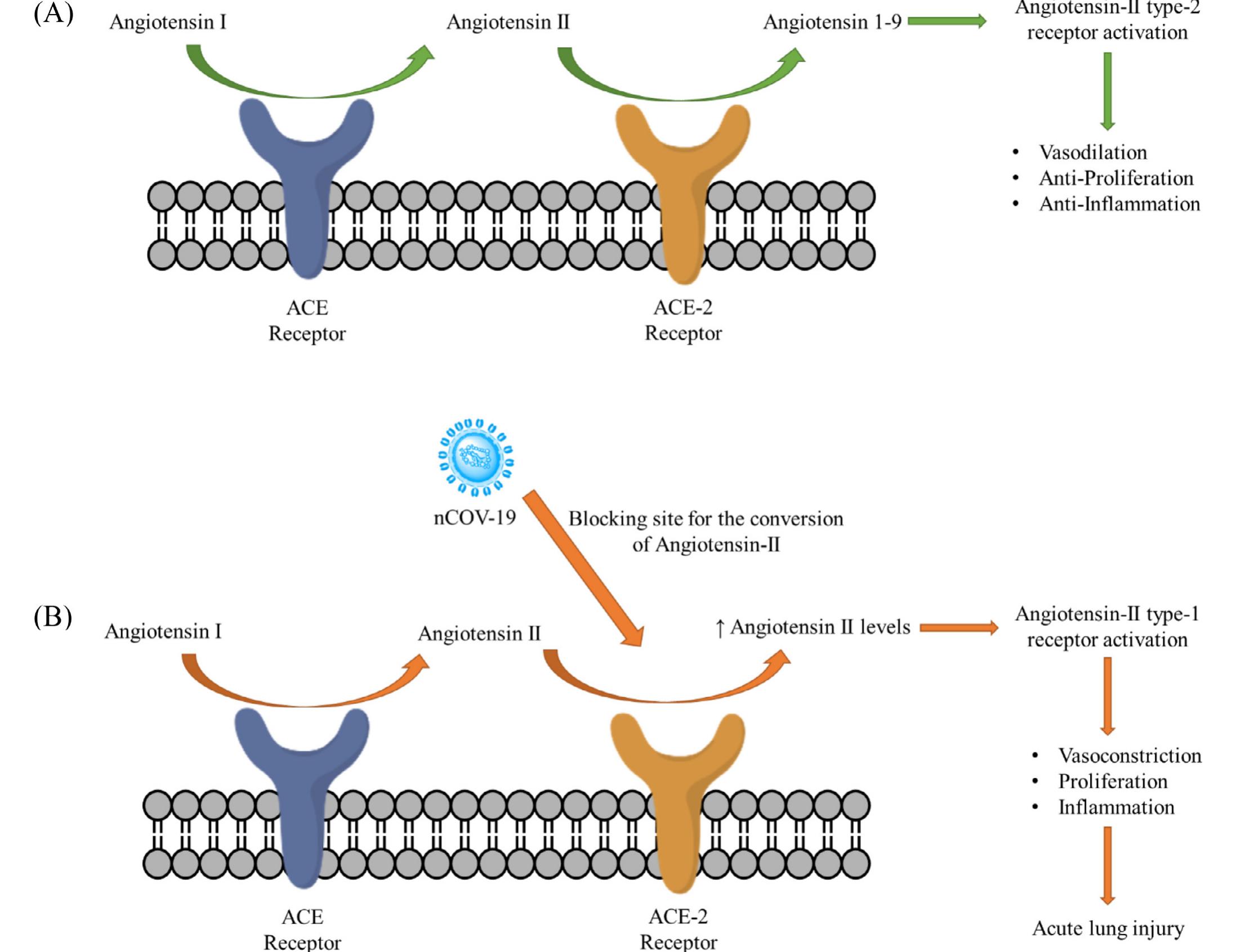 Schematic representation of injury caused by blocking of