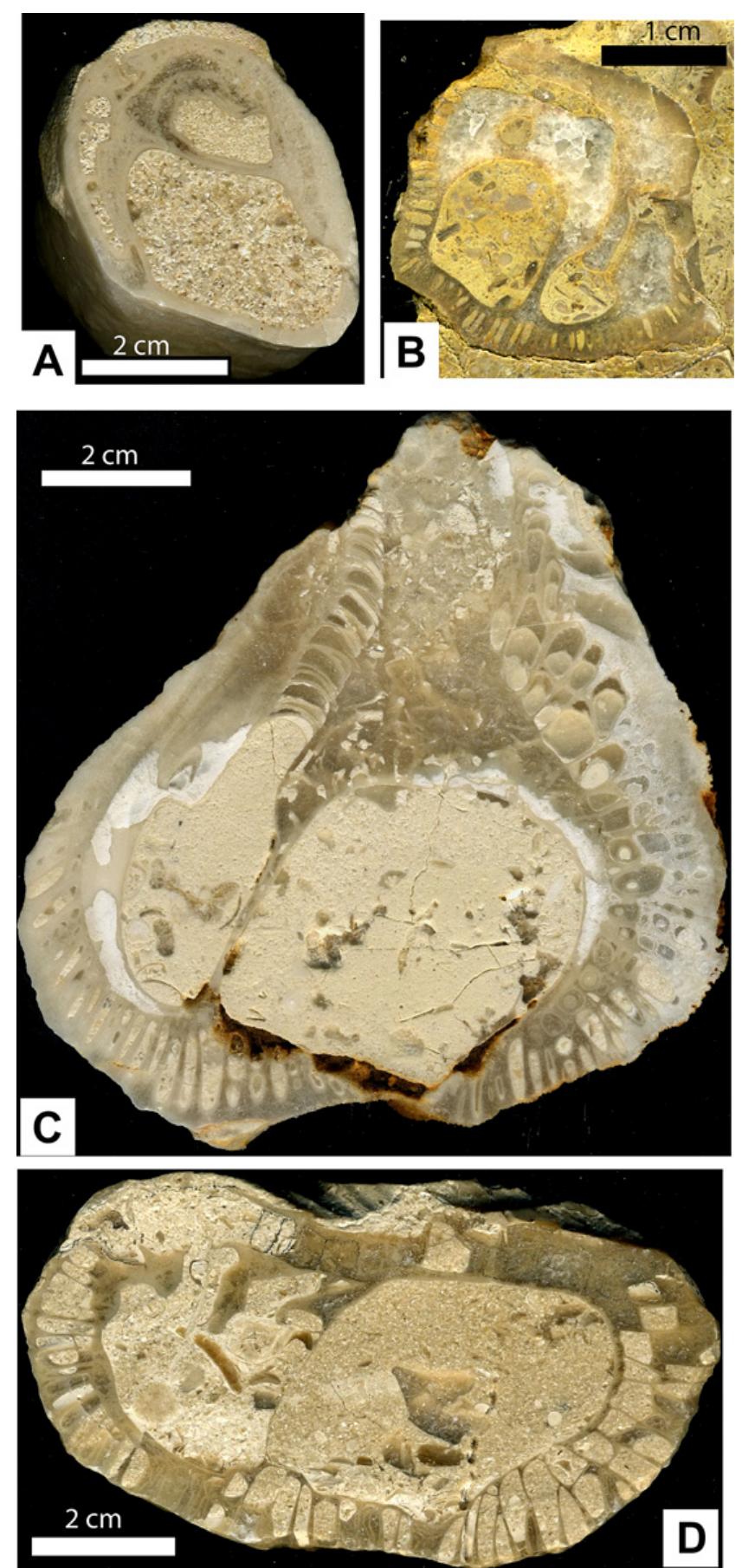Caprinid Rudists Figure 16 - from The Vigny limestones: a record of