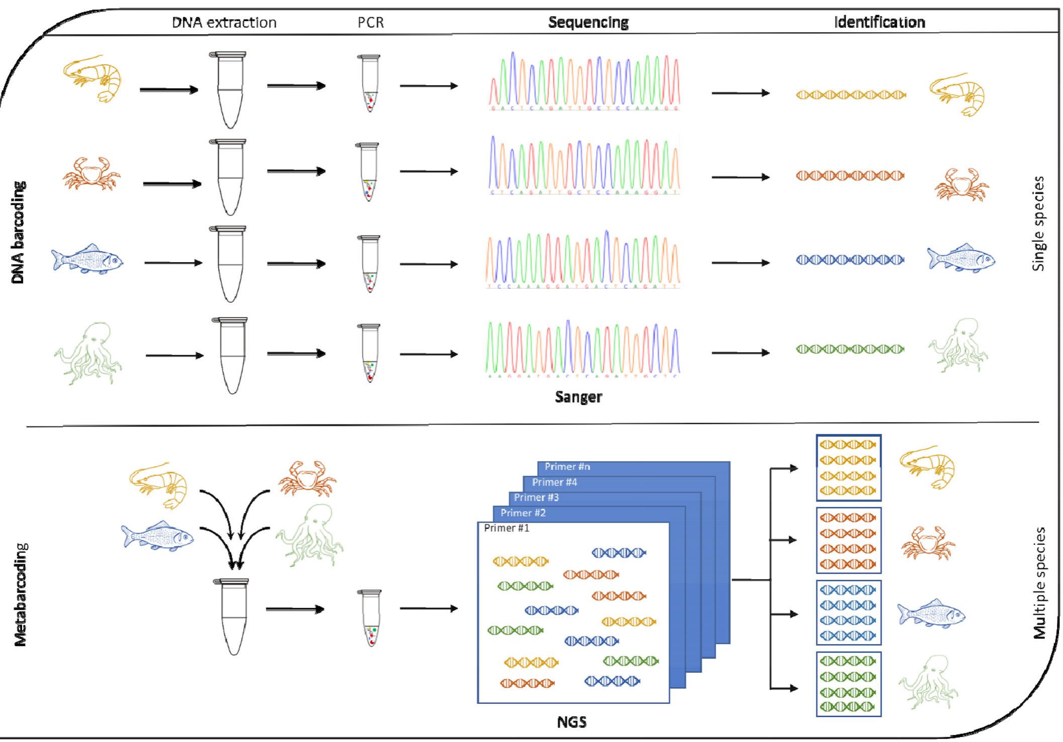 Schematic representation of major steps of dna barcoding and