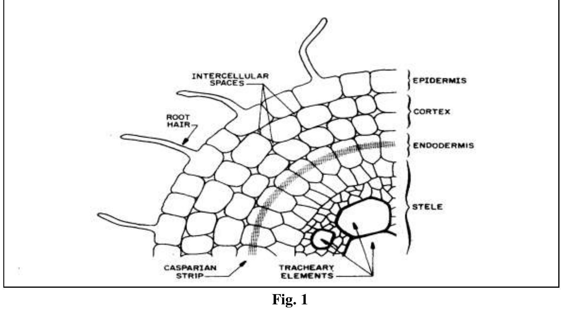 (PDF) A Study on Plant Structure