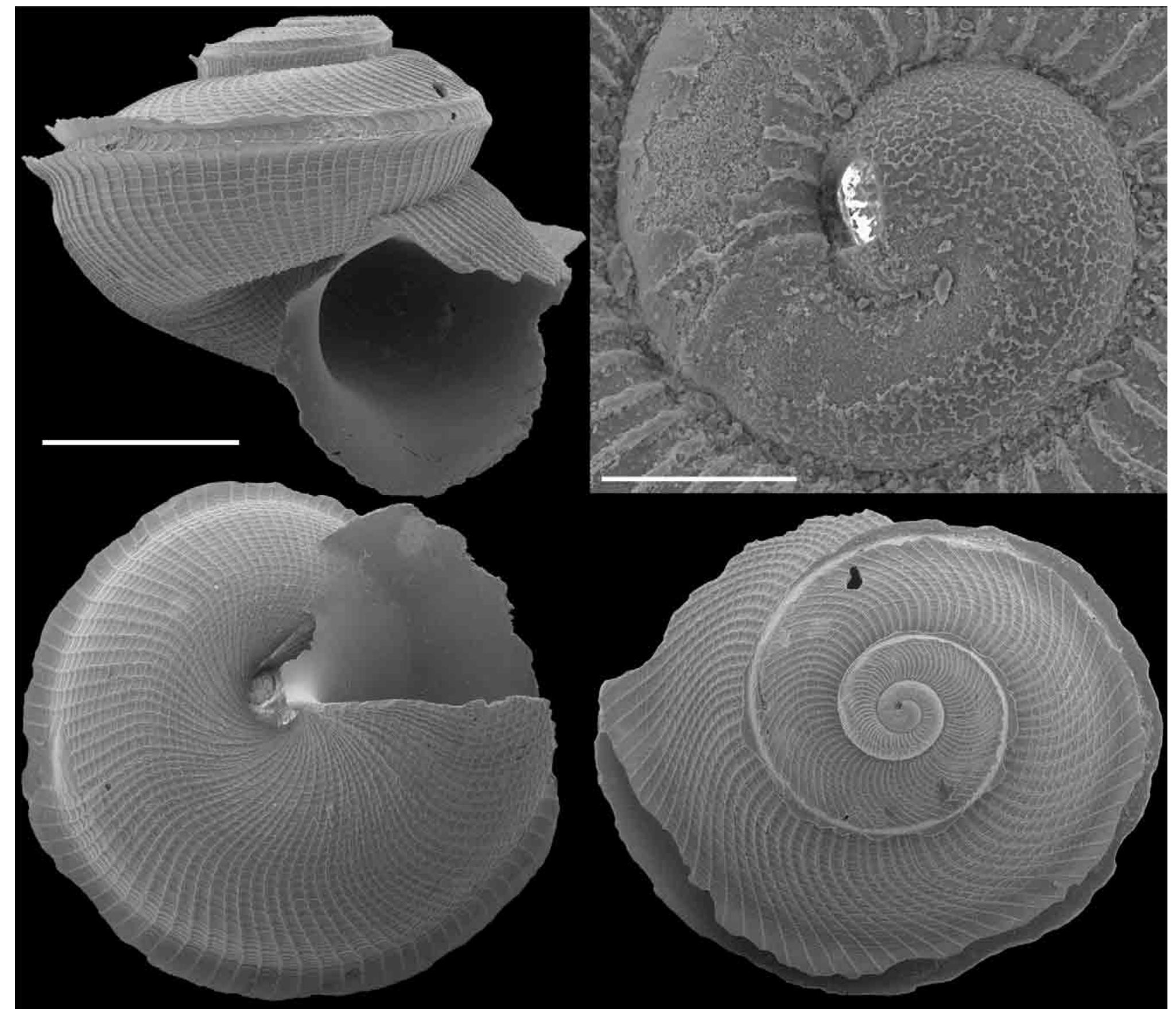 (PDF) Four new species of Anatomidae (Mollusca: Vetigastropoda) from ...