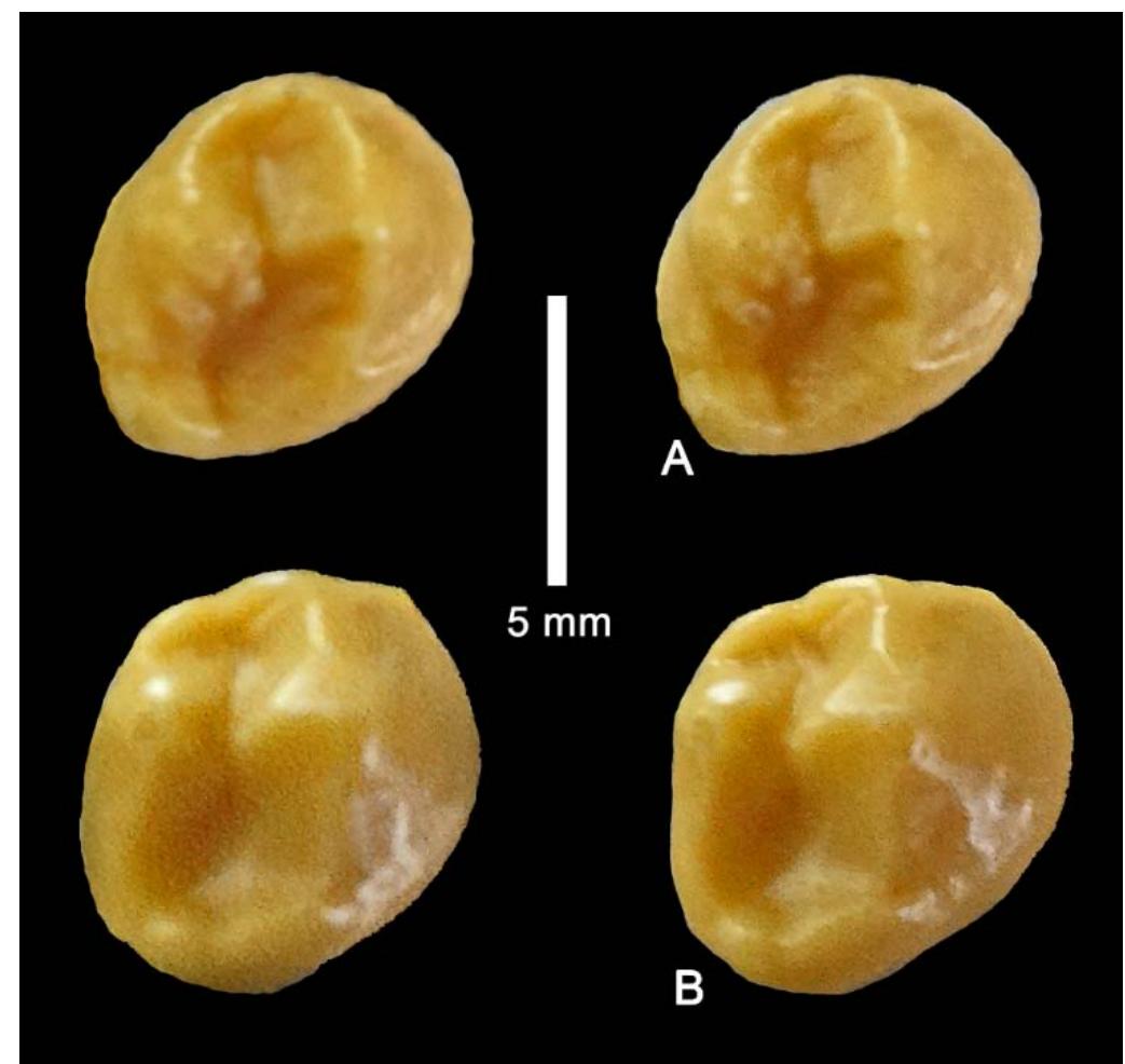 Stereo occlusal views of hominoid right p/4s (casts) from