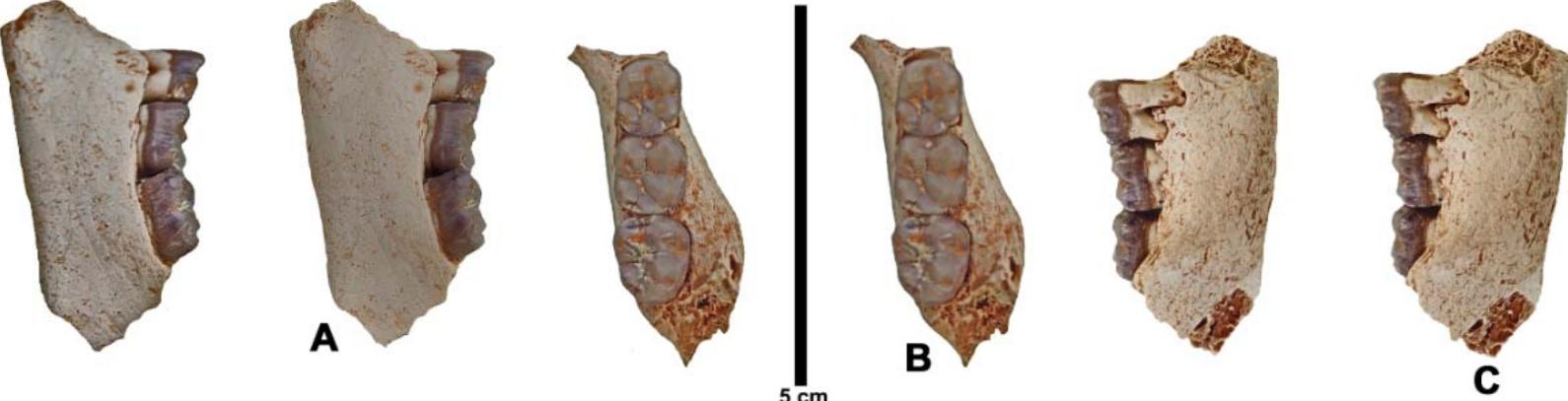 (PDF) New information about African late middle Miocene to latest ...