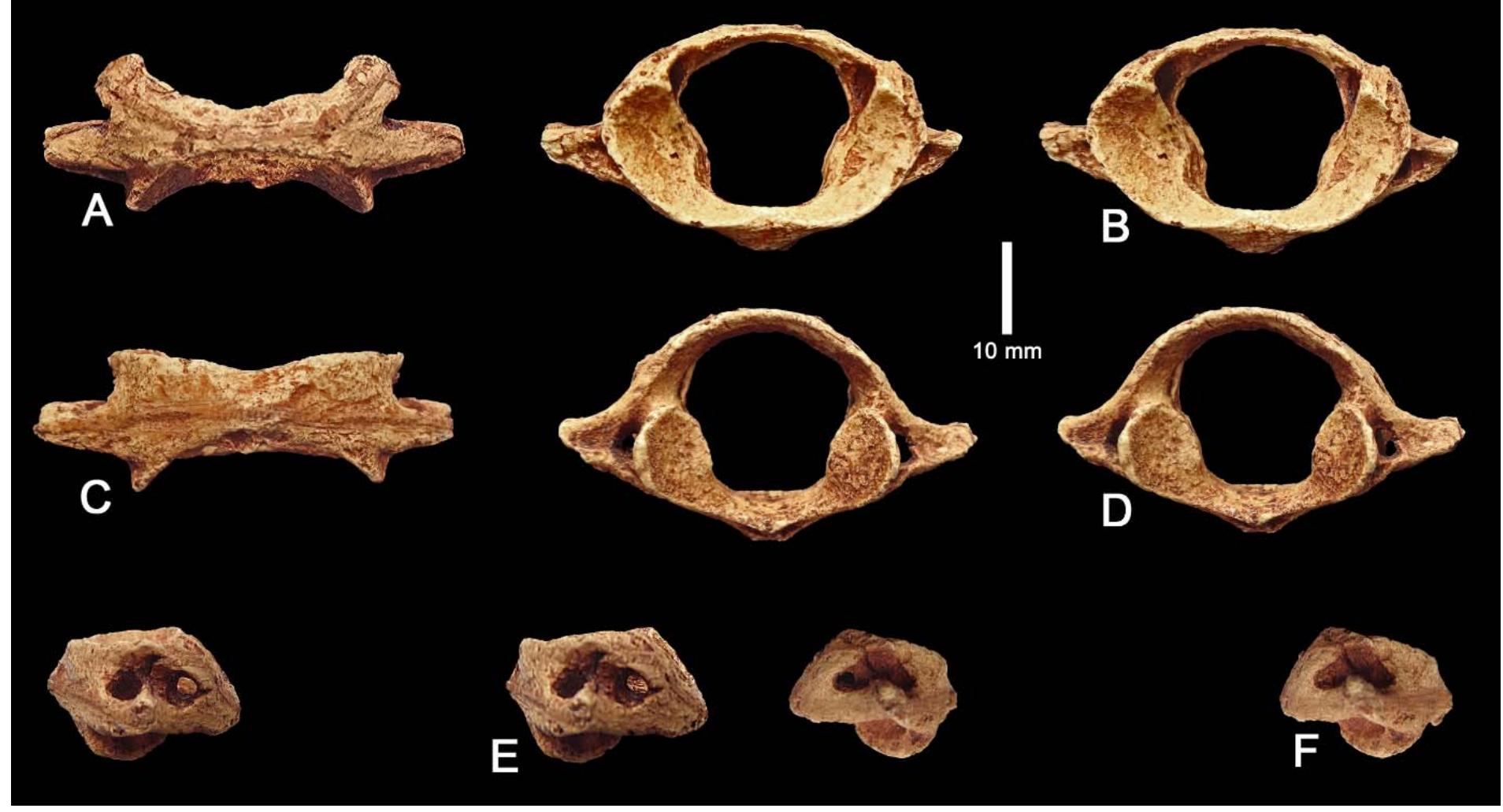 (PDF) New information about African late middle Miocene to latest ...