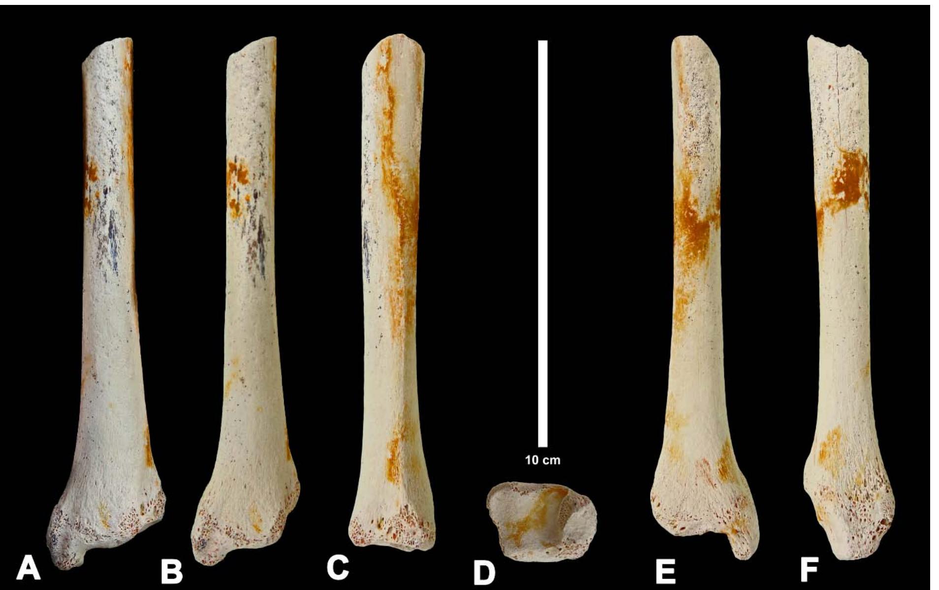 (PDF) New information about African late middle Miocene to latest ...