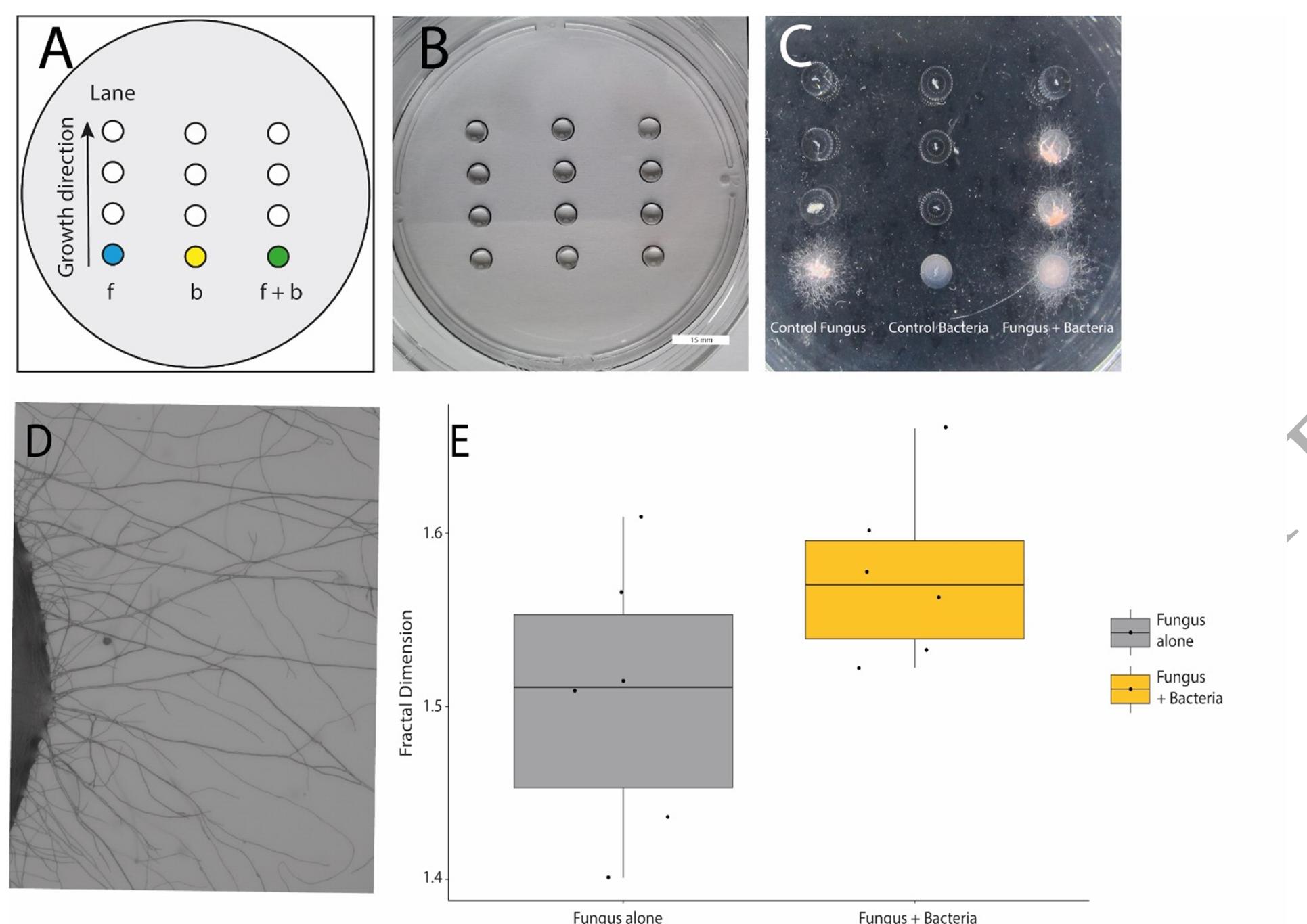 Example of a bacterial-fungal interaction. (a): schematic