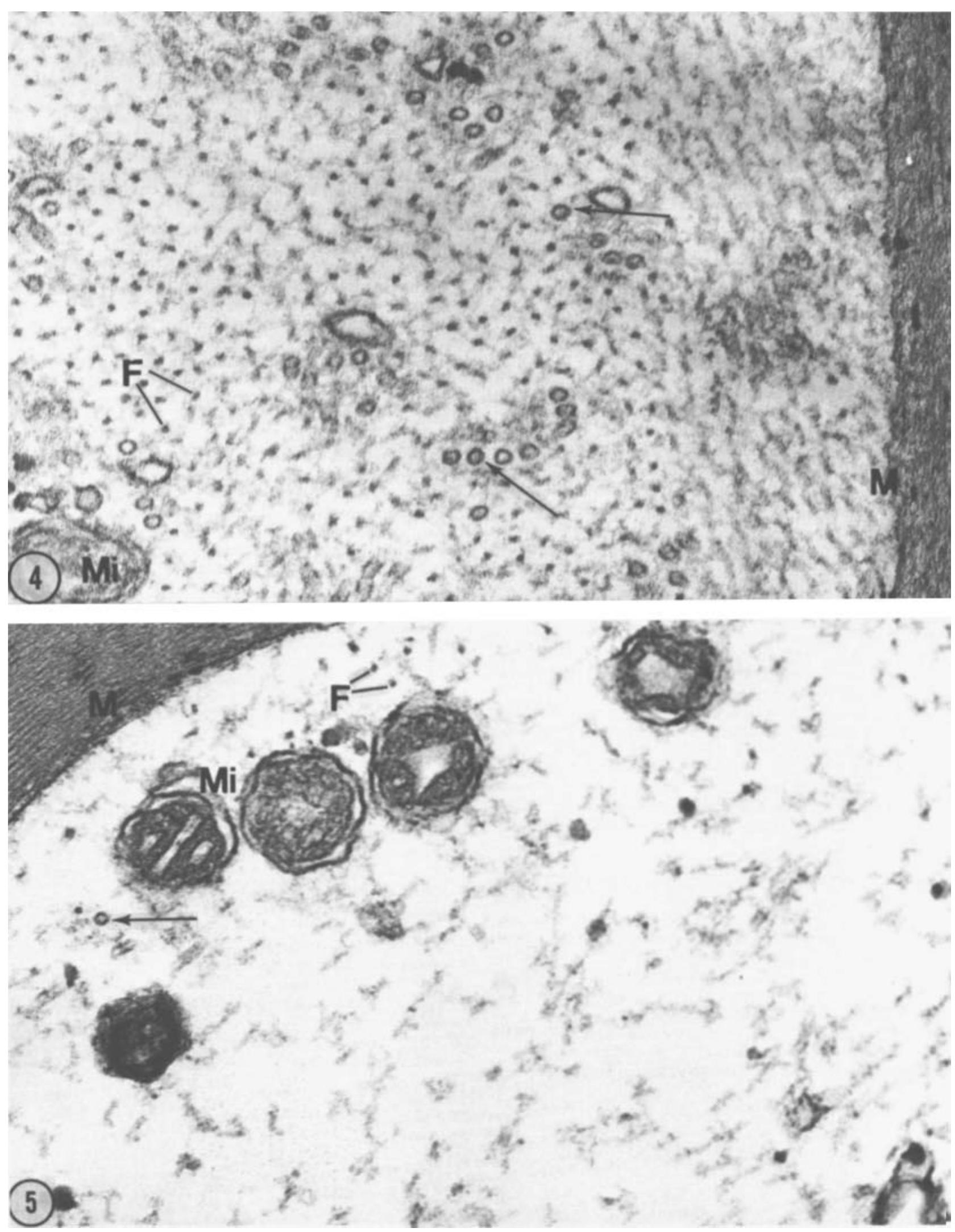 (PDF) Effects of cold and melatonin on the microtubules of the toad ...