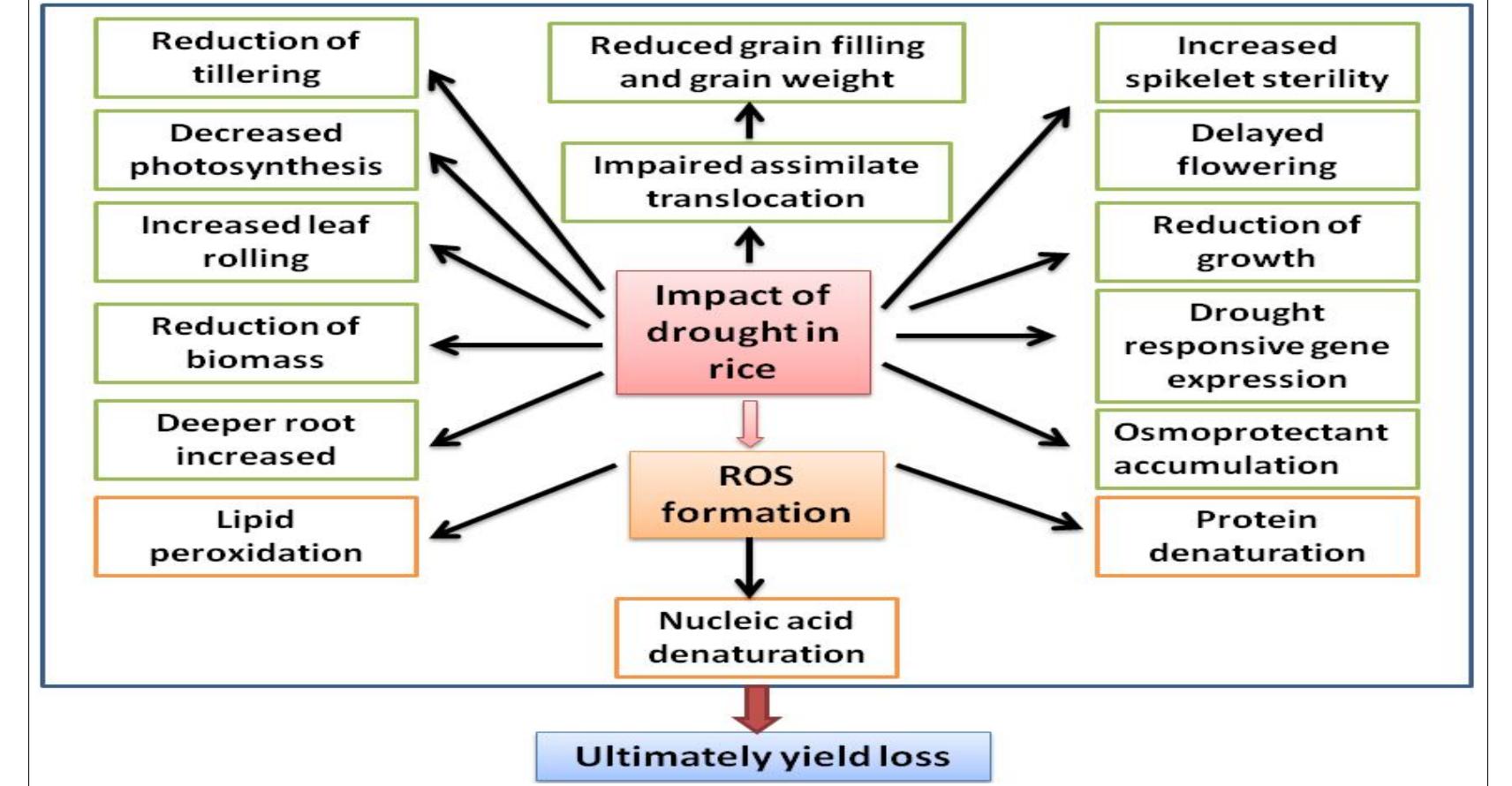 (PDF) Impact of Drought Stress on Grains Filling in Rice and its ...