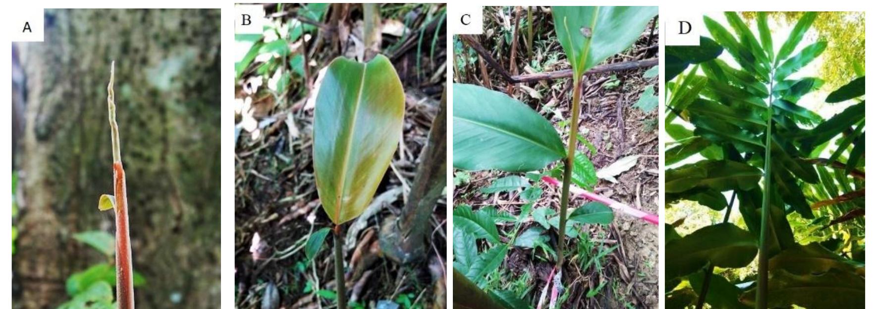 Tuhau principal growth stage 1 - leaf development. a: stage