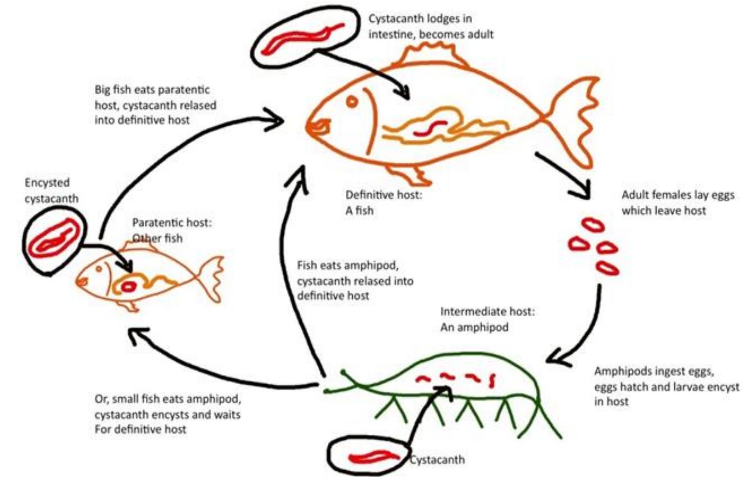 Prombuscis Fish (PDF) Acanthocephalan infestation in fishes-A review Author
