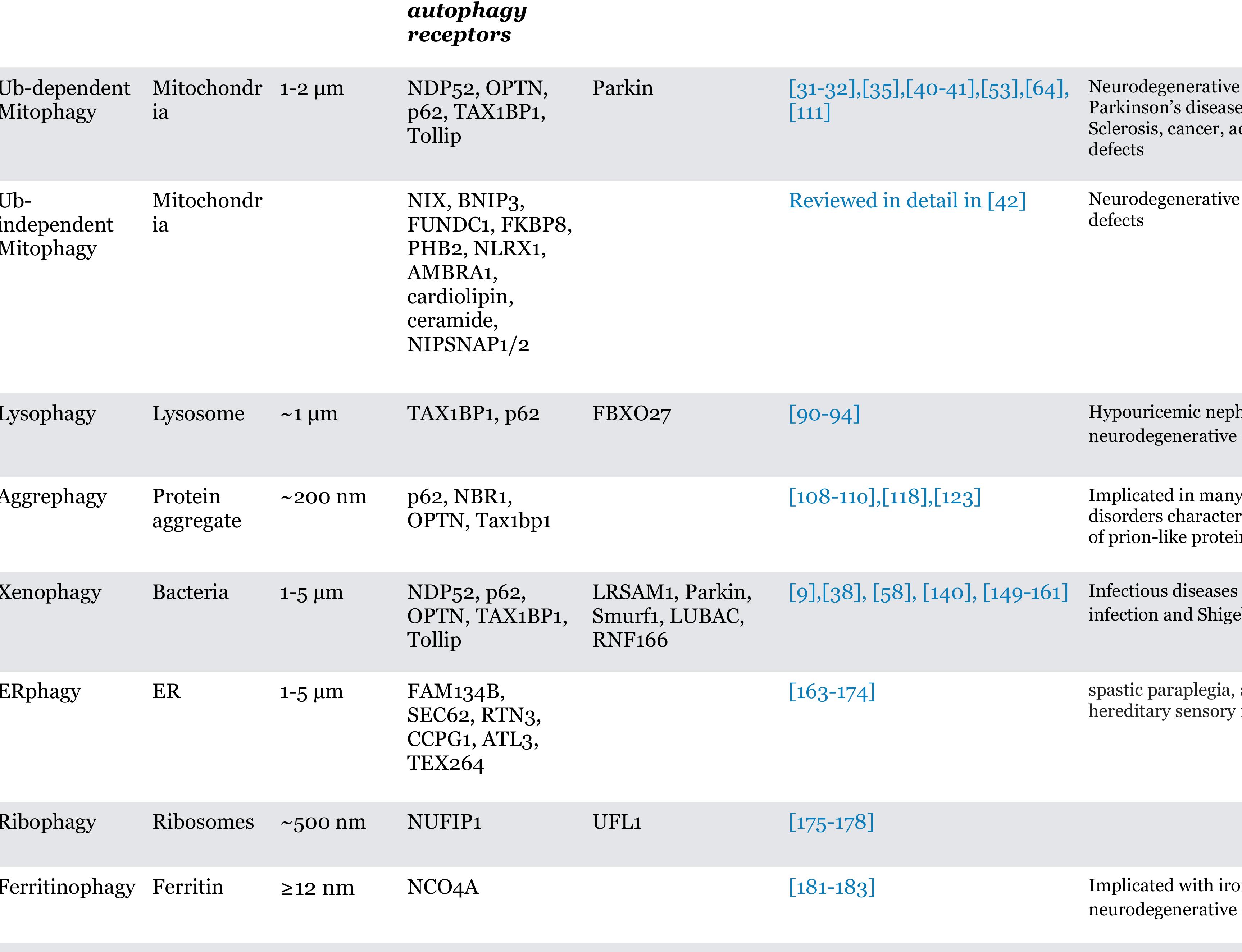 (PDF) The mechanisms and roles of selective autophagy in mammals