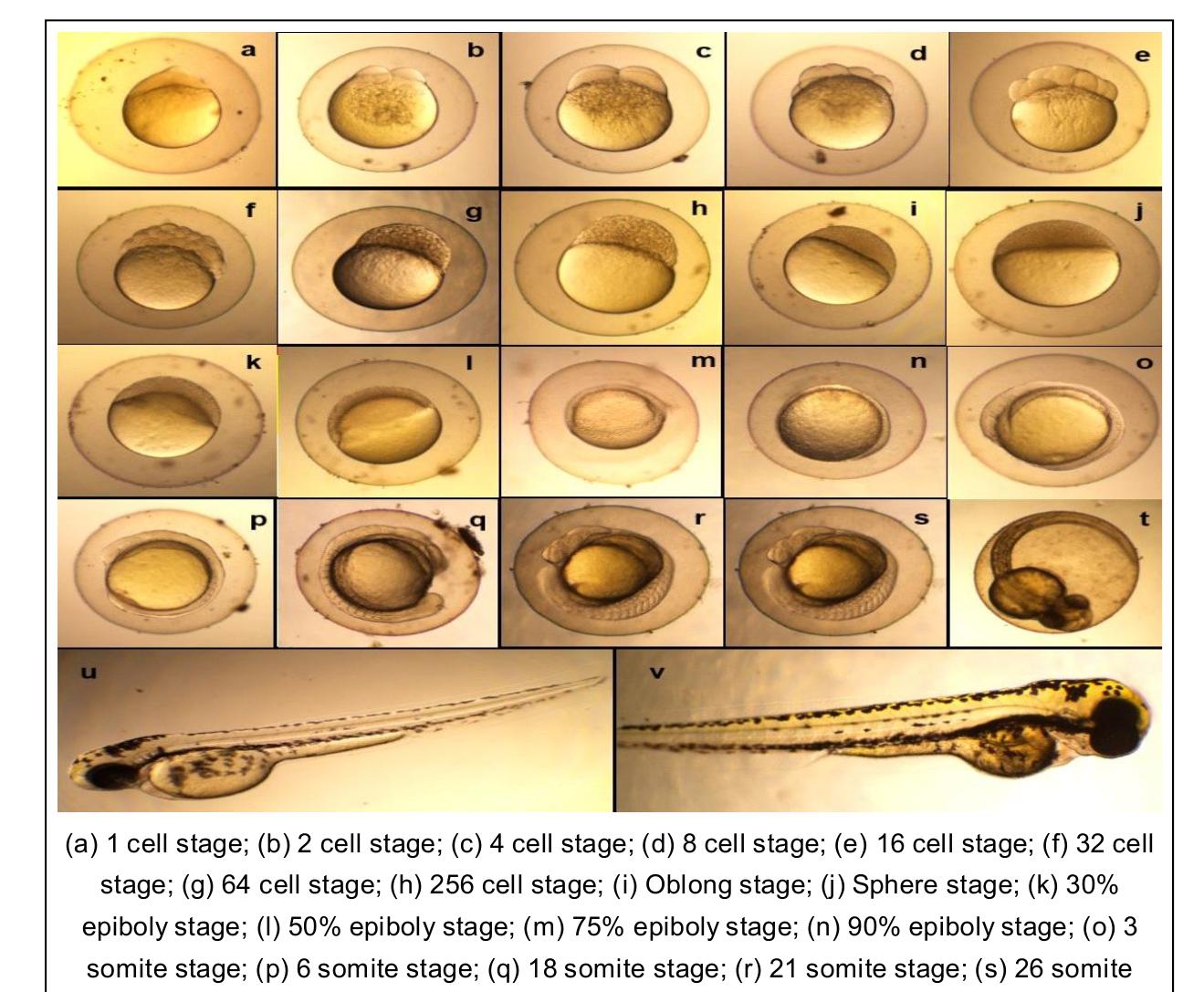 (PDF) Maintenance and Breeding of Zebrafish under Laboratory Conditions ...