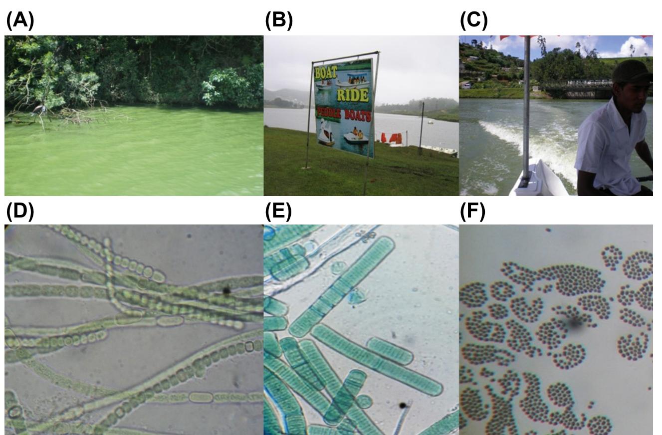 (PDF) Ubiquitous waterborne pathogens