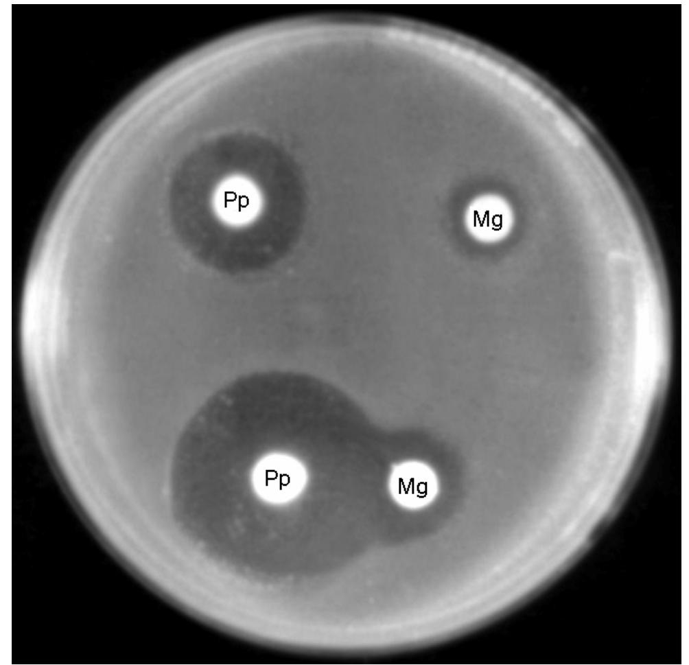 (PDF) Distinct synergistic action of piperacillin and methylglyoxal ...