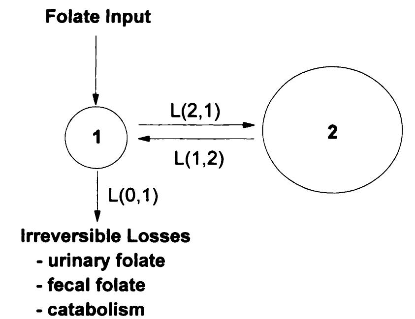 Initial two-pool model for folate metabolism. exchange rate