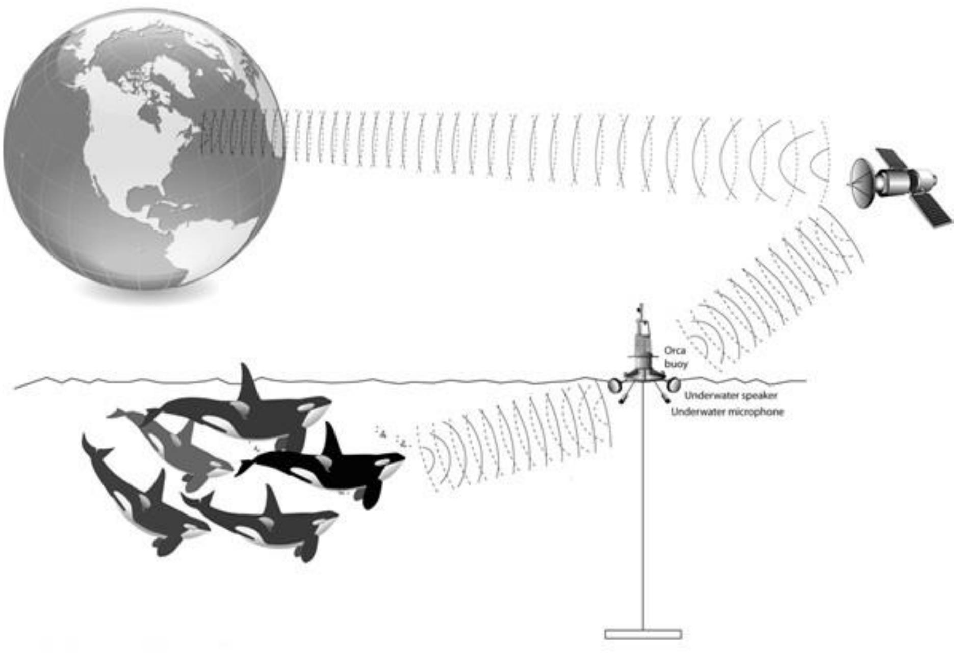 (PDF) Environmental enrichment for Killer whales Orcinus orca at ...
