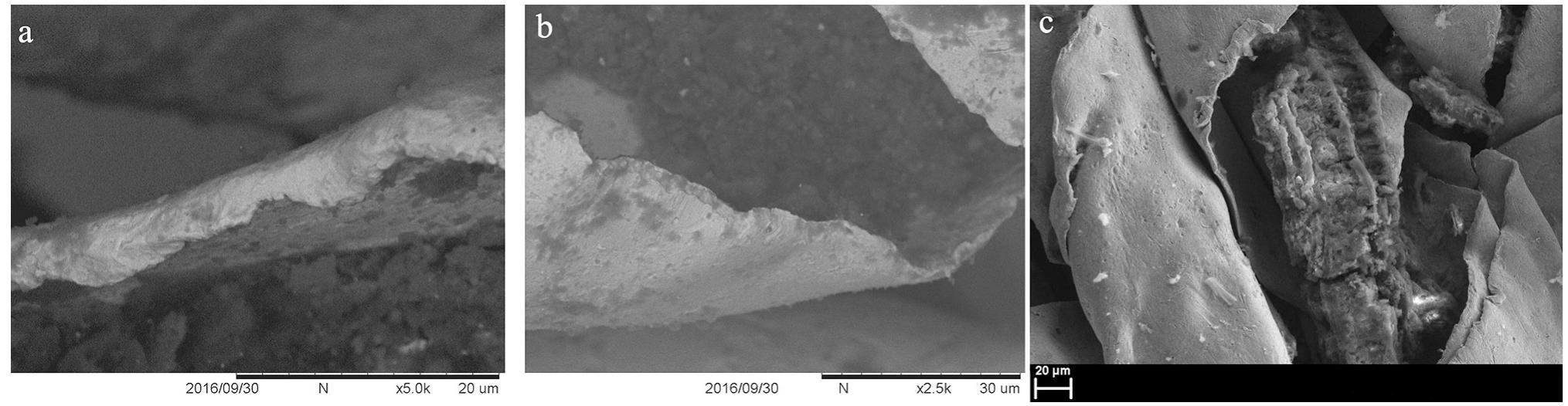 Fig. 8: Gold strips: a) cut section detail of the gold strip inv. no. 12446, 1; b) cut section detail of the gold strip inv. no. 12446, 2; c) detail of highly degraded organic core (inv. no. 12879) (Photos: Francesca Coletti). 