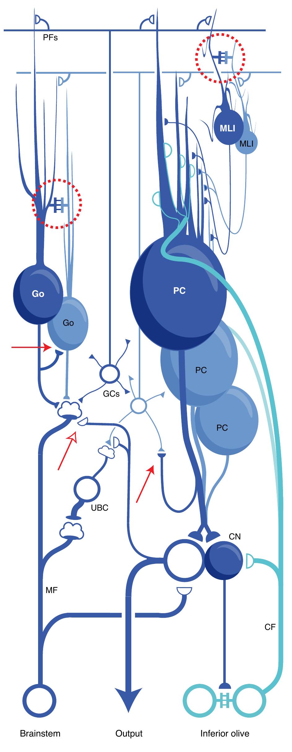 | intricacies of the cerebellar circuit. red arrows show