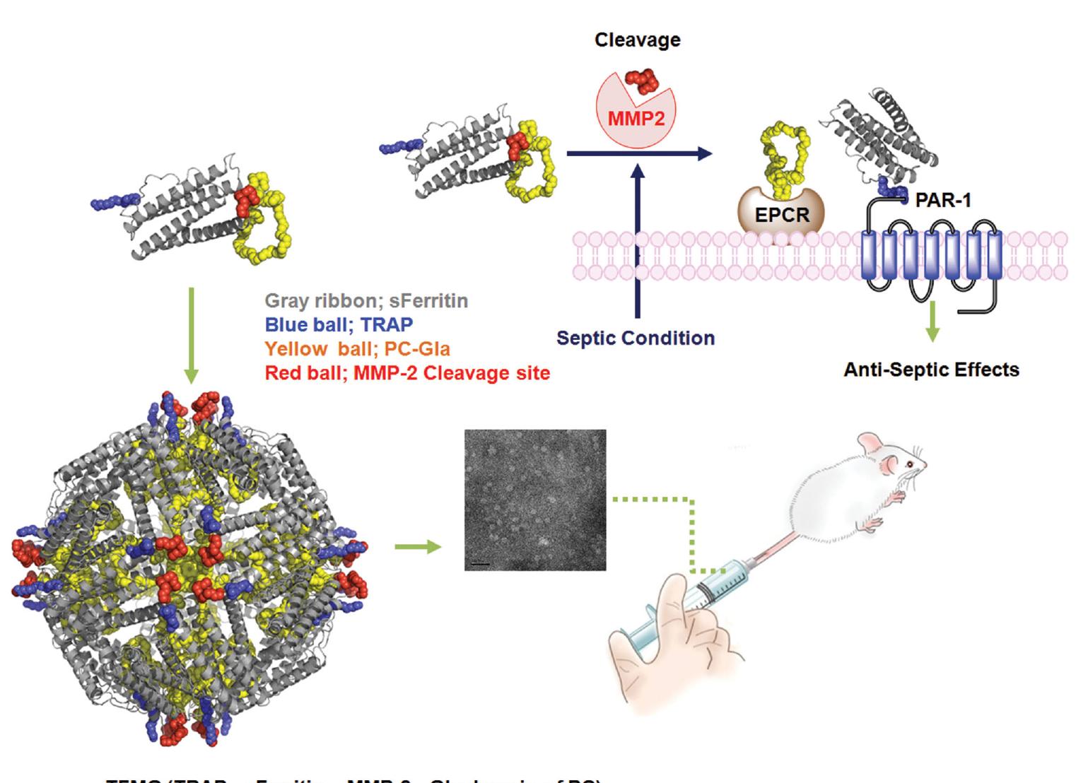 Schematic of the structure and therapeutic effect of tfmg.