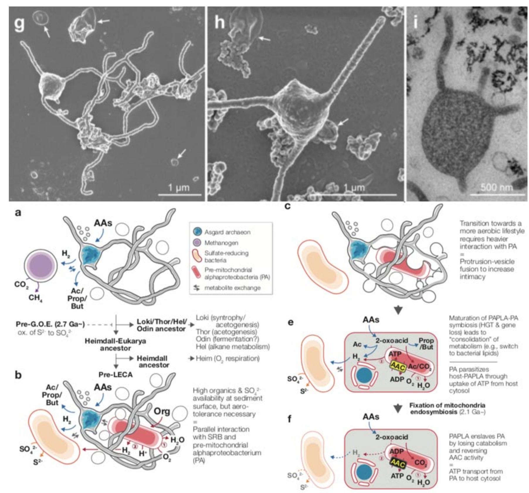 Fig a4b4:(above) Images of Lokiarchaeota showing long branching membrane protrusions. (below) roposed changes in the symbiotic culture leading to the eucaryotes ((Imachi et al. 2019) In 2019 Lokiarchaea, the first of the Asgard species to be discovered was finally successfully grown in culture. It had orginally been identified as a unique archaeal organism from microbial mud, dredged near Loki's Castle, a sea-floor hydrothermal vent field off the coast of Greenland. In a 2015 study in metagenomics, Ettema and his colleagues sequenced genetic fragments from the microbial portion in the sediment and assembled them into fuller genomes of individual species. One genome stood out. It was clearly a member of the archaea. But dotted throughout this genome were eukaryotic-like genes, named Lokiarchaea, after Loki, the trickster of Norse mythology (Lambert 2019).