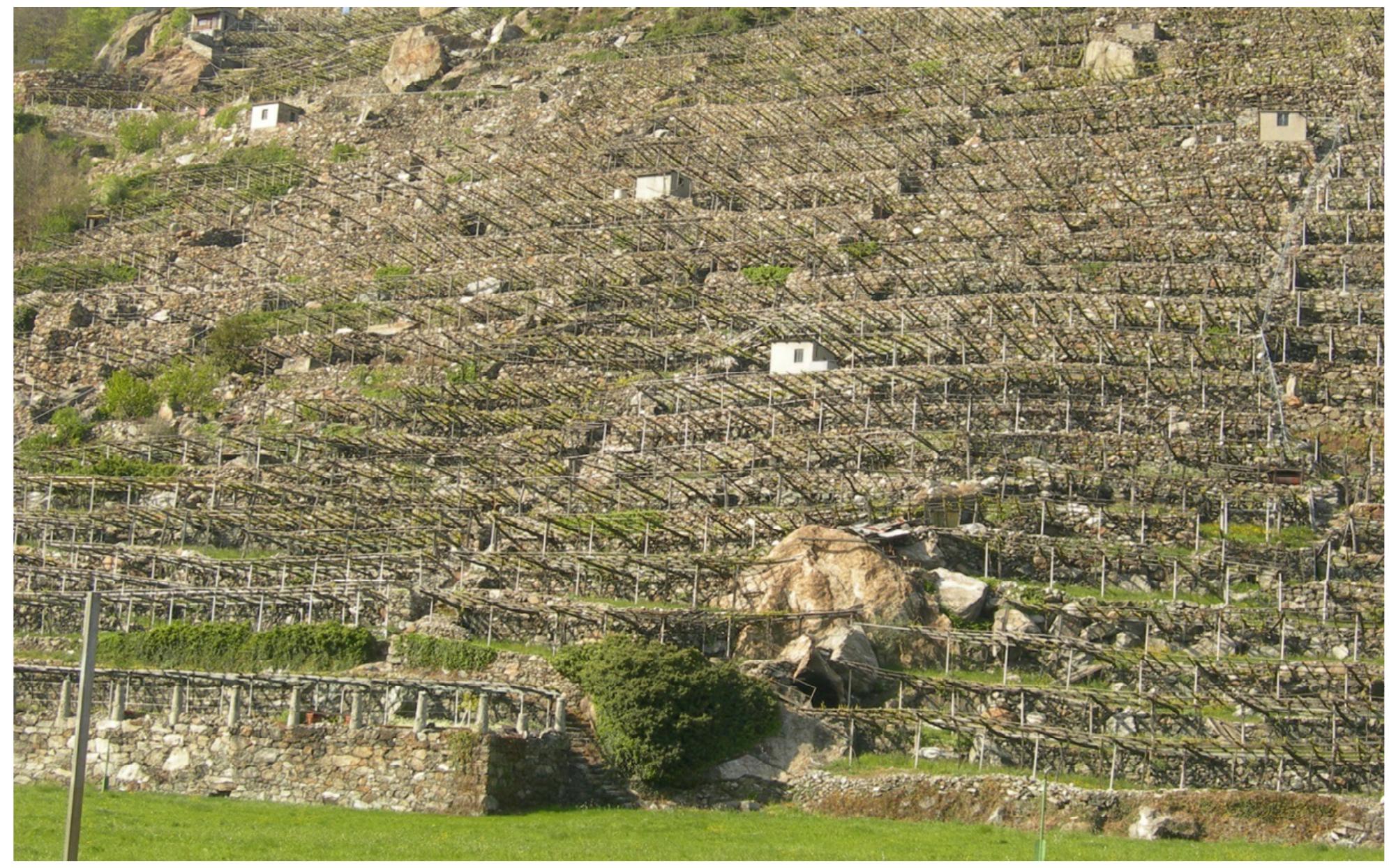 Fig. 7. The landscape between Piemonte and Valle D'Aosta, characterized by the system of "topie" for the cultivation of the vine. 