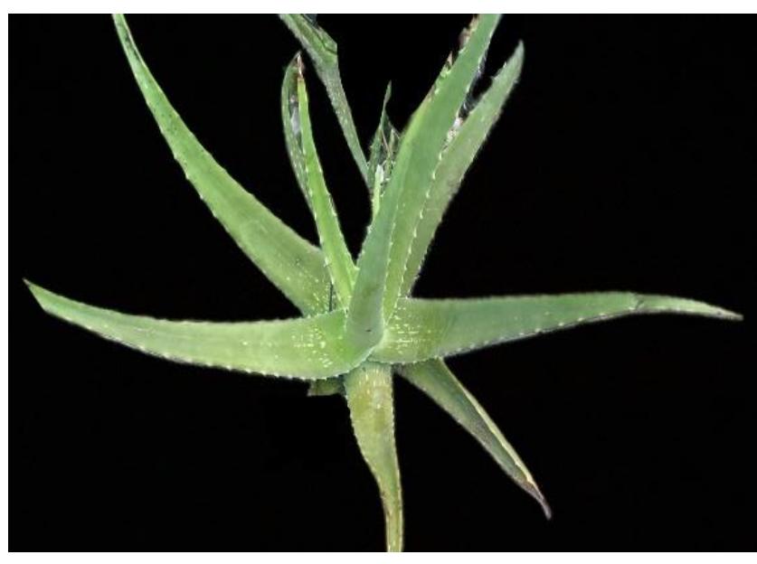 aloe vera sehkraft Bio Aloe Vera Saft kaufen - Vegan main image 1
