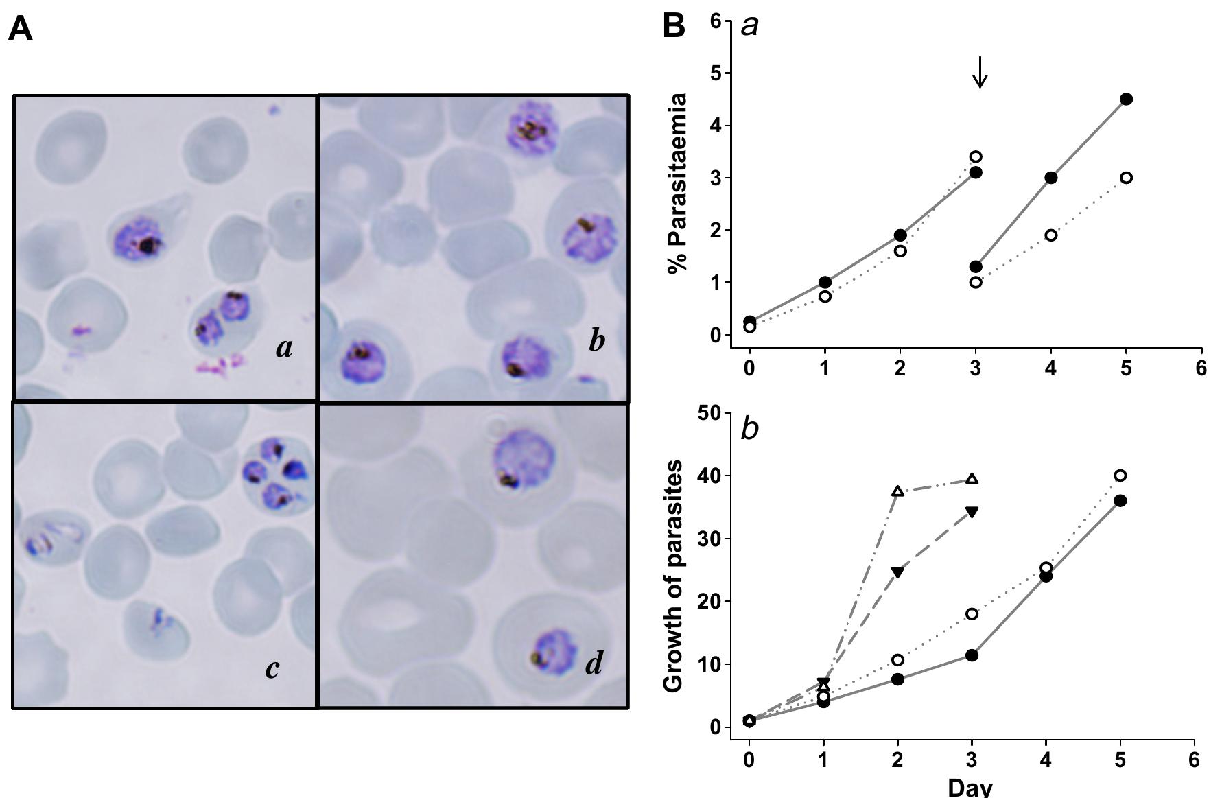 (PDF) Large-scale growth of the Plasmodium falciparum malaria parasite ...