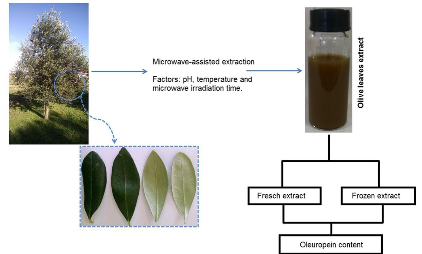 (PDF) Freezing effect on the oleuropein content of olive leaves ...