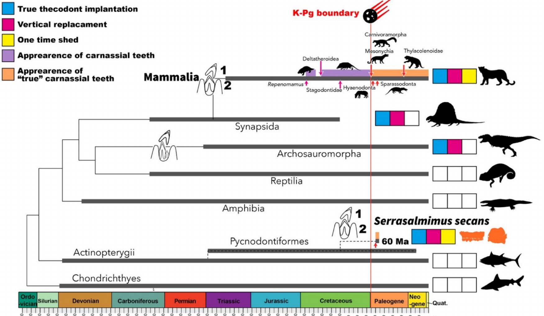(PDF) A “Mammalian-like” Pycnodont Fish: Independent Acquisition of ...