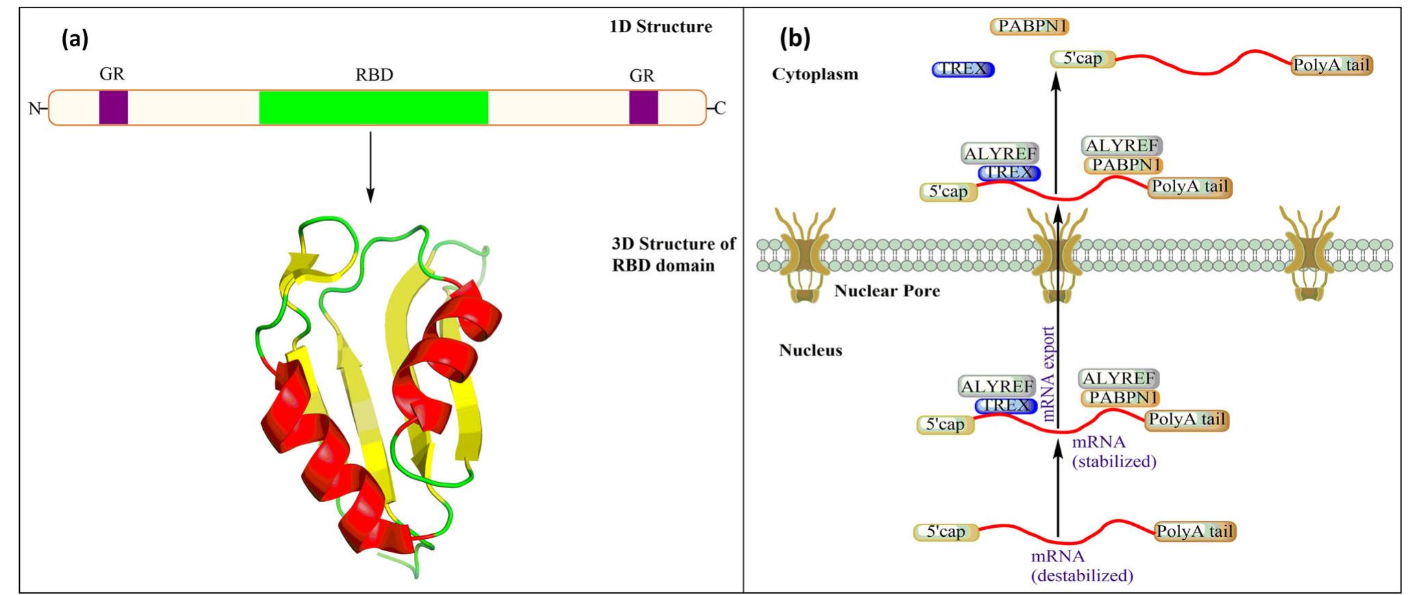 Figure 1 - from Targeting neuroblastoma by small-molecule