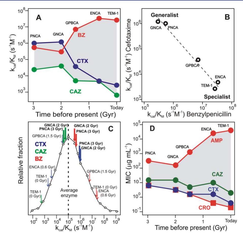 Hyperstability (PDF) Hyperstability and Substrate Promiscuity in Laboratory ...