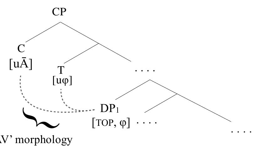 Two important characteristics of AV morphology follow from this analysis: the AV morphology is 