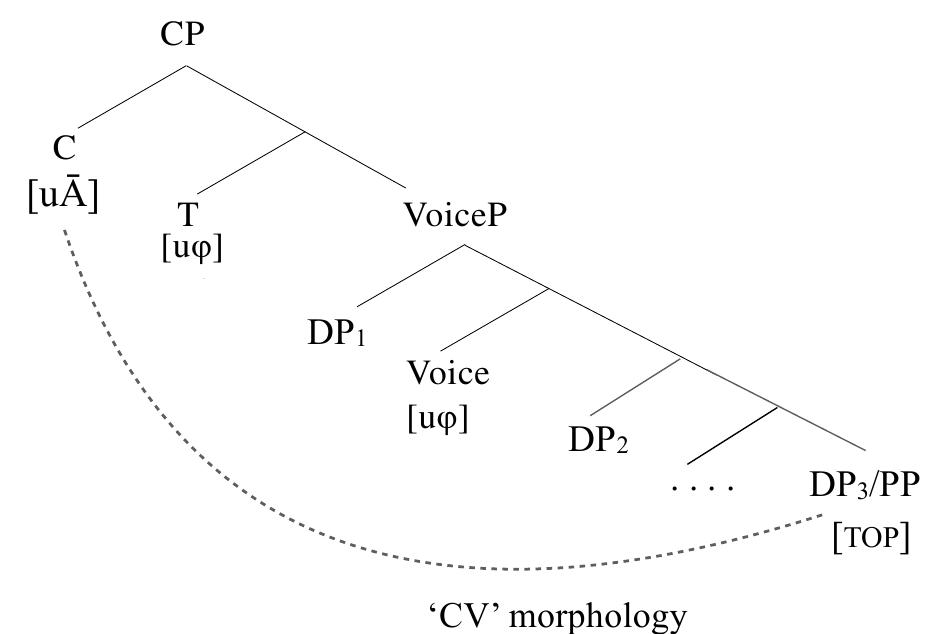 (47) CV morphology as the spell-out of absence of parallal chain  This proposal offers a simpler alternative to the applicative approach to CV morphology, which, as pointed out in recent works, faces empirical and theoretical issues (Kuo 2015; Chen 2017, 2021, 2022). It also captures the parallel distribution of AV and PV morphology with abstract subject and object agreement on the one hand, and the one-to-many mapping between the CV affix and possible  pivot roles on the other. 
