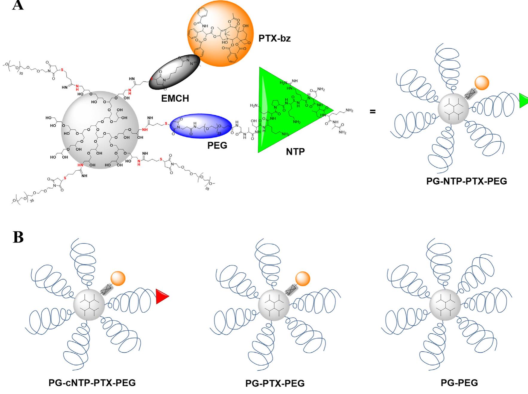 (PDF) PEGylated dendritic polyglycerol conjugate targeting NCAM ...