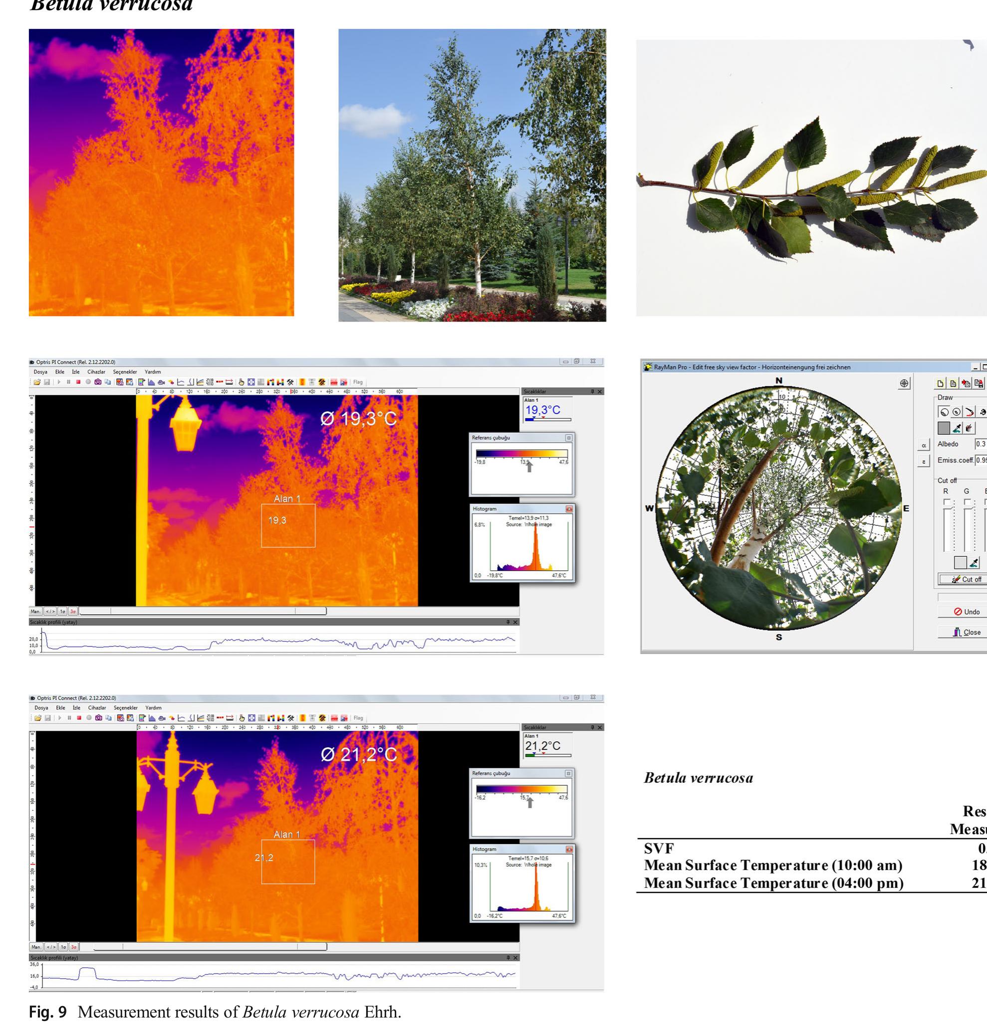 Microclimate Tree (PDF) Assessment of the effects of different tree species on urban ...