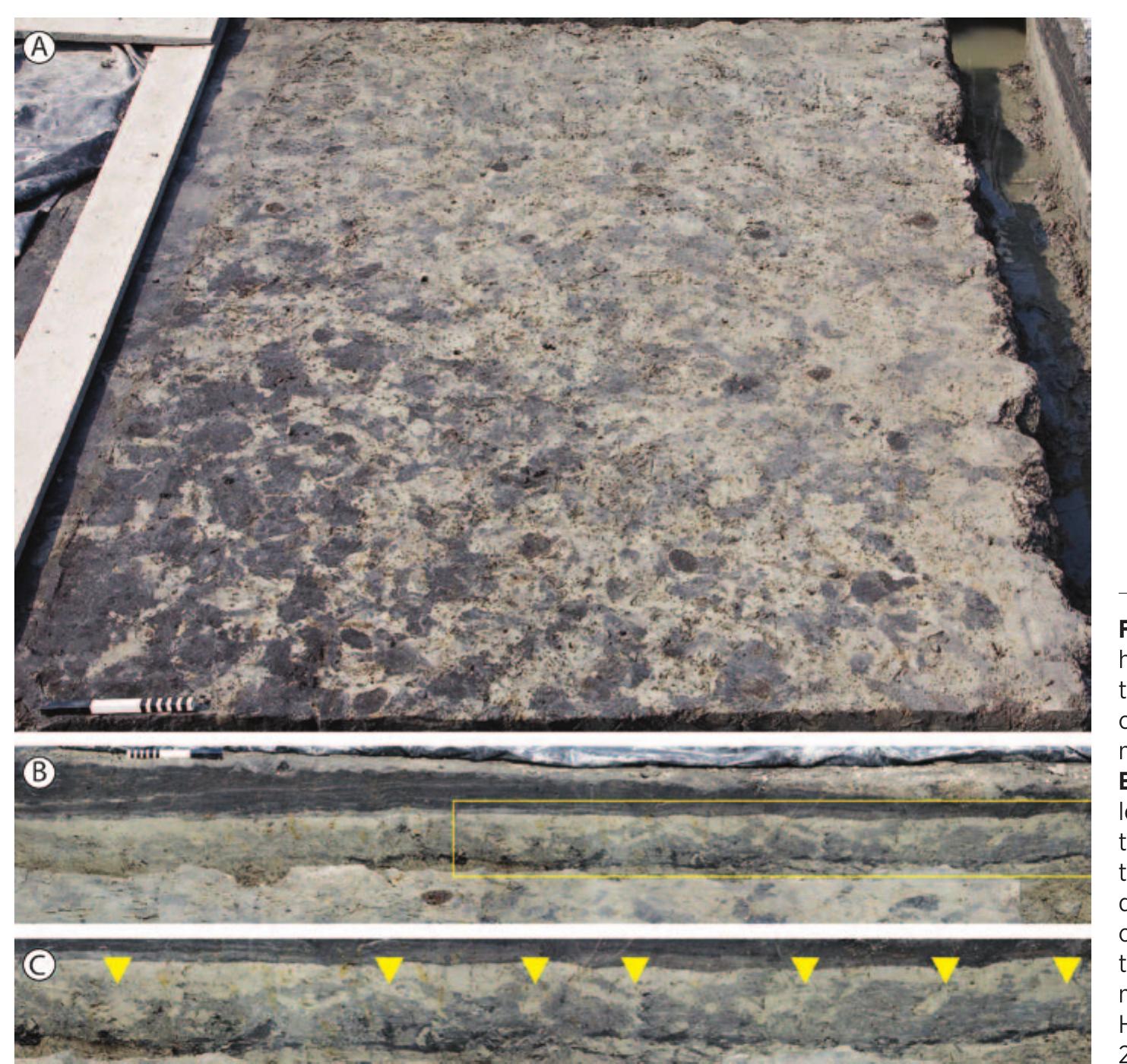 regional scale.’ But even when ‘swapping’ from one place to another, the repetitive occurrence of burning events suggests that hunter-gatherers did influence the environment on a structural basis. In fact, the small scale at which this appears to have occurred is not that different from what we see for wetland horticultural practices in the Neolithic Swifterbant culture. Palynological evidence for cereal cultivation is sparse (BAKKER 2003; Out 2009; TaLzBI et al. 2019), despite the fact that emmer and naked barley appear to have been cultivated on a regular basis on clayey levees in the Netherlands, as shown by the presence of charred grains at the majority of Swifterbant sites (CAPPERS / RAEMAEKERS 2008), and indeed the fields themselves (Fig. 8; cf. HUISMAN / RAEMAEKERS 2014).° Apparently, the palynological signal is diffuse and lo- calised, suggesting repetitive, but rather short-lived cultivation on small plots - ‘events’ on the archaeologi- 