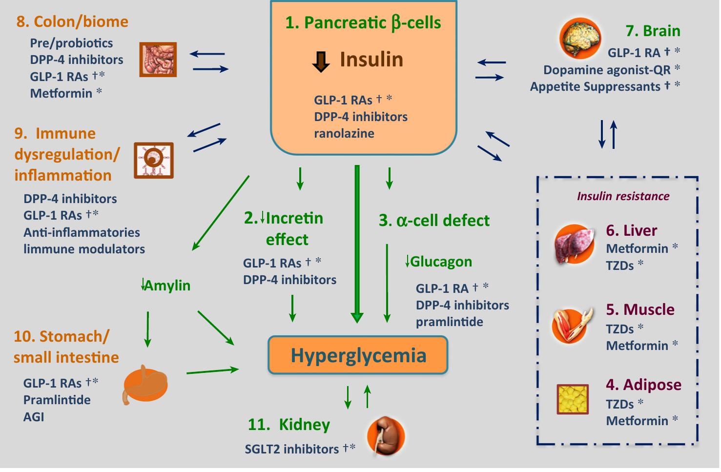 (PDF) A Unified Pathophysiological Construct of Diabetes and its ...