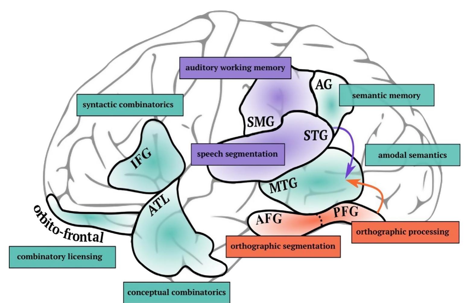 Stg Brain (PDF) Author's personal copy A naturalized view of literacy education ...