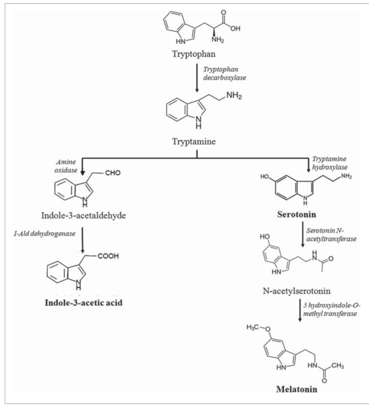 (PDF) Regulatory roles of serotonin and melatonin in abiotic stress ...