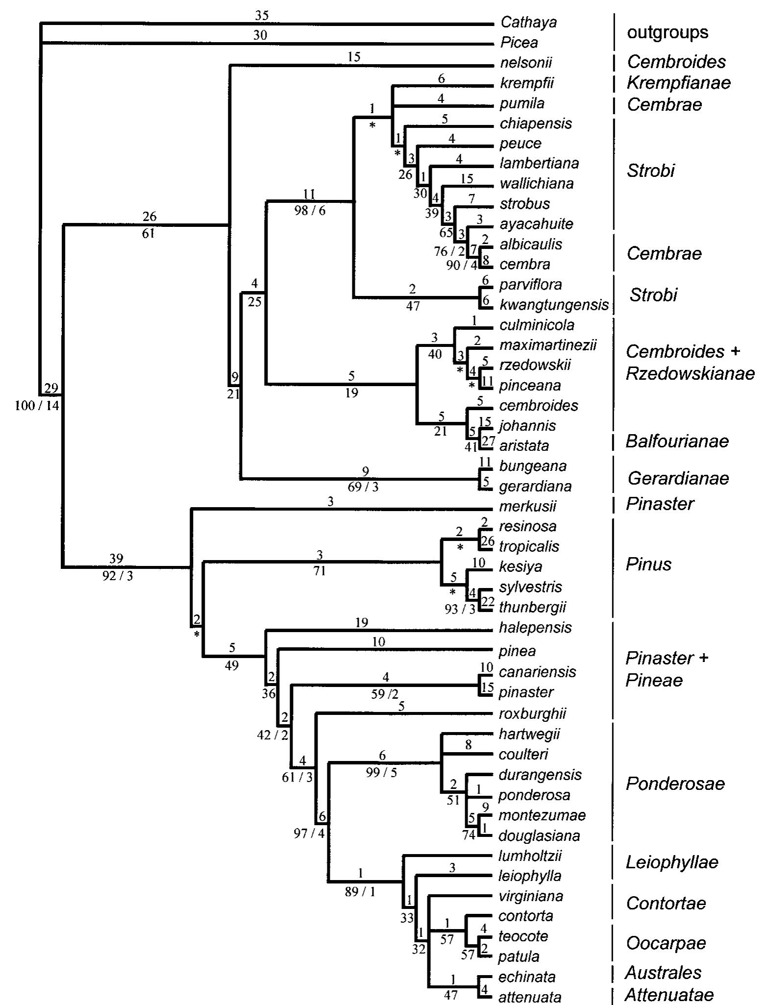 (PDF) Phylogenetics ofPinus(Pinaceae) Based on Nuclear Ribosomal DNA ...