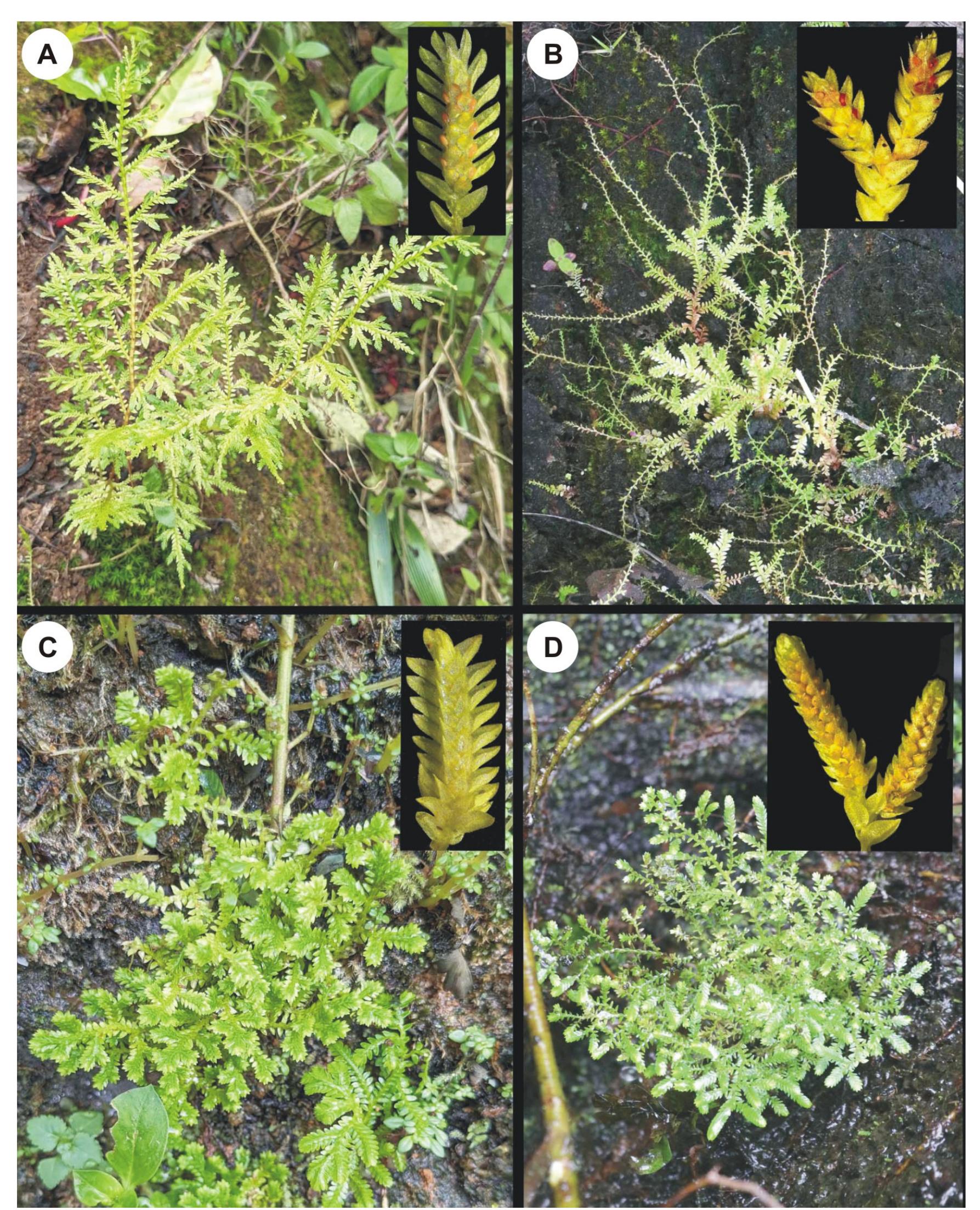 Strobius (PDF) Micromorphological studies on selected species of Selaginella P ...
