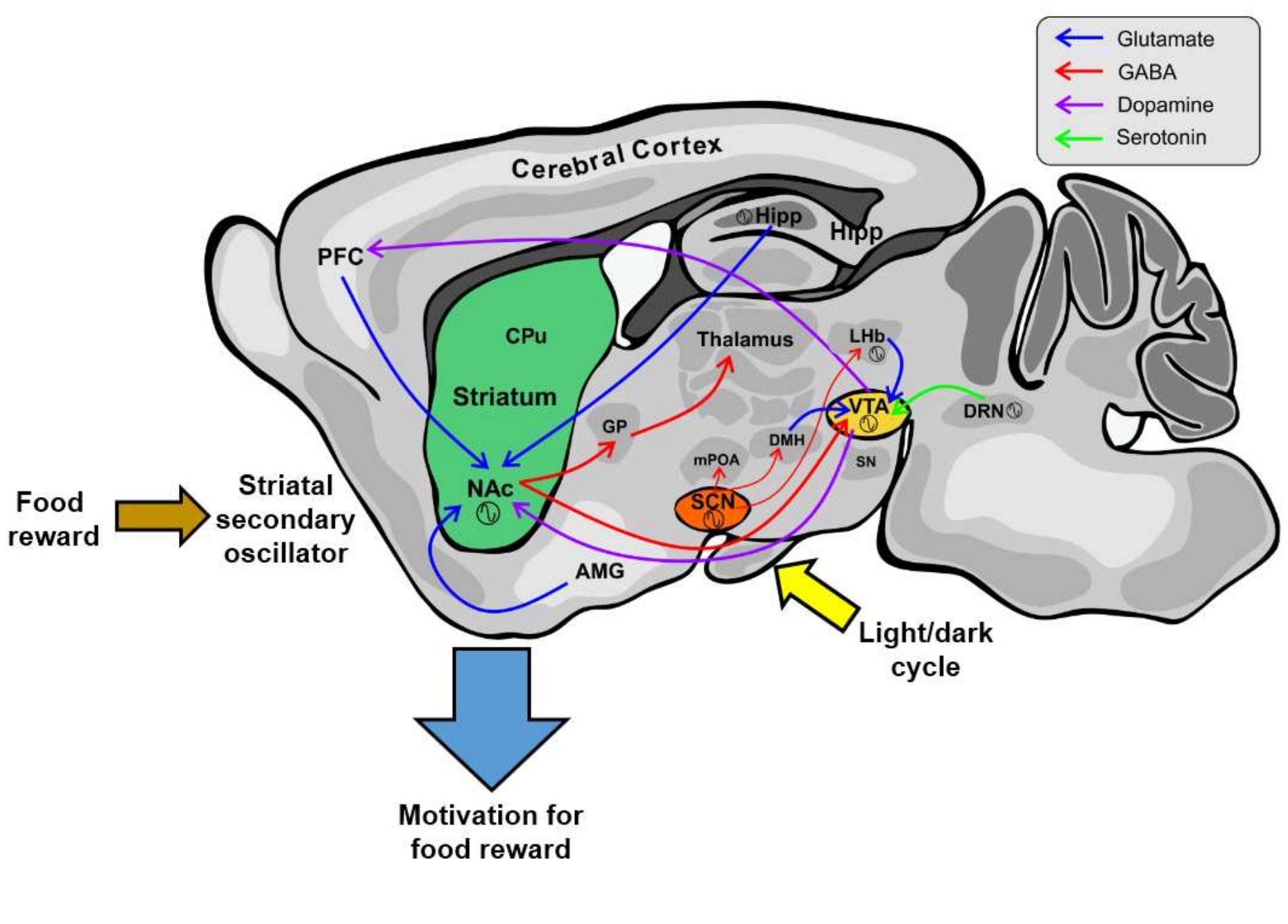 Circadian expression profile of period gene by qpcr. the