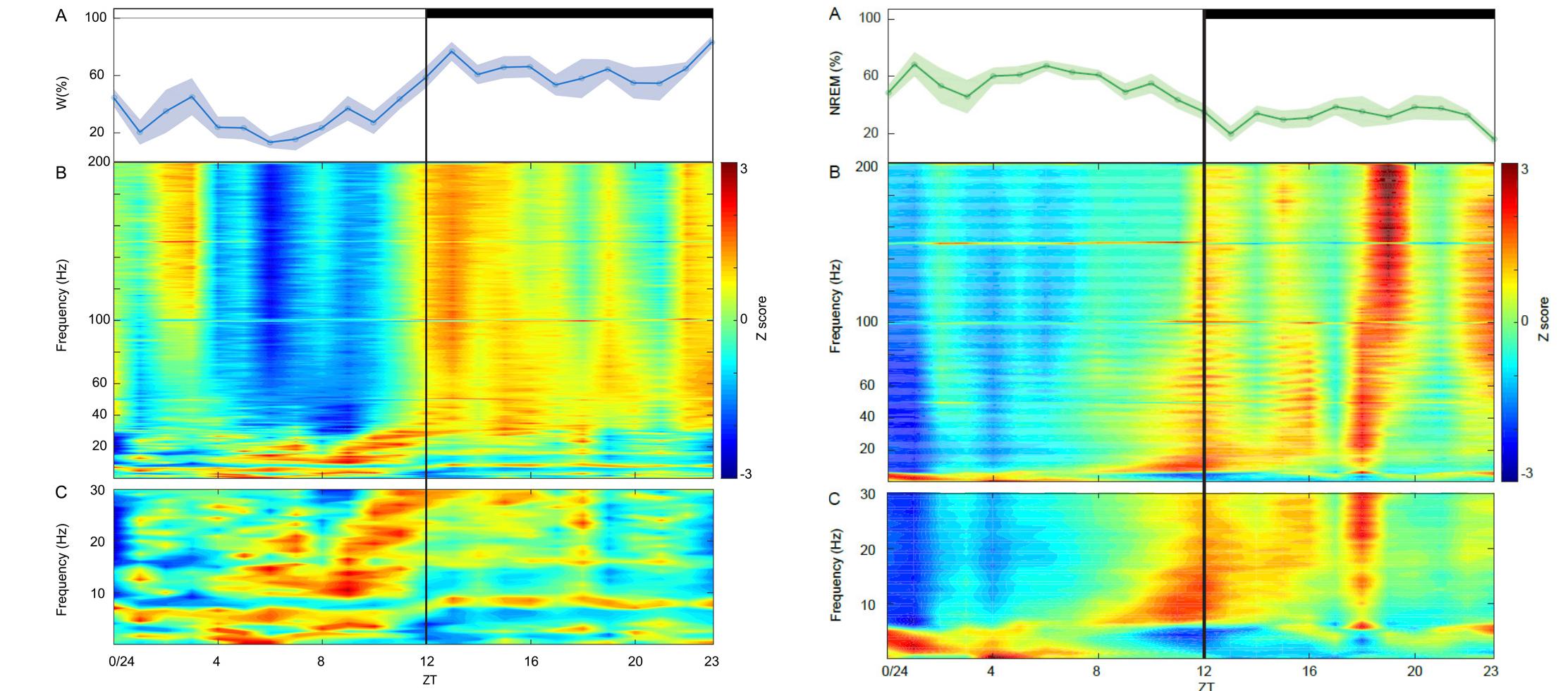 Eeg Power Spectrogram Circadian expression profile of clock genes by qpcr. the