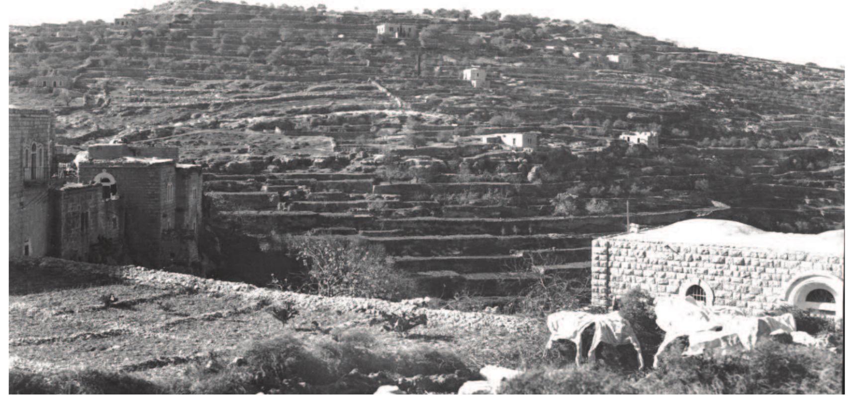Figure 3: Tel Betar, view from southeast; note the raised “southern summit” at the southern side of the mound; photographed by J. Schweig in 1934. 